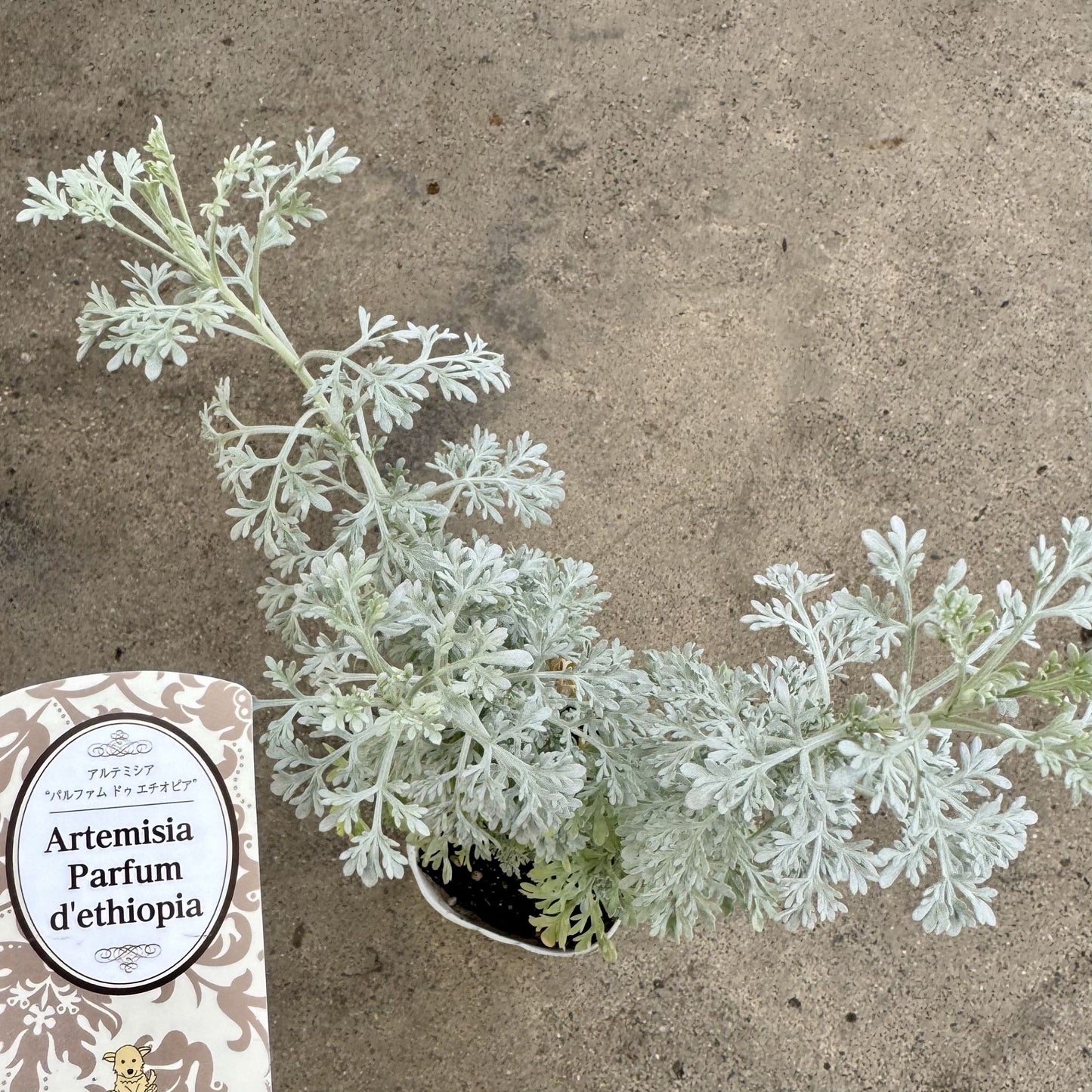 アルテミシア パフュームドゥエチオピア
