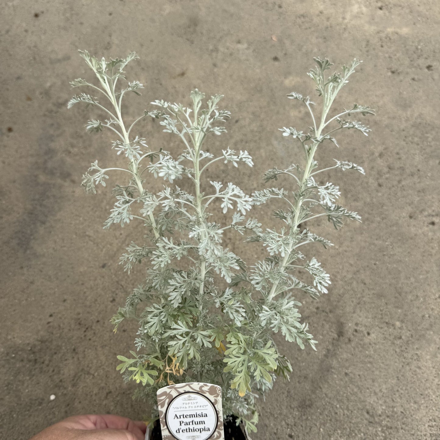 アルテミシア パフュームドゥエチオピア