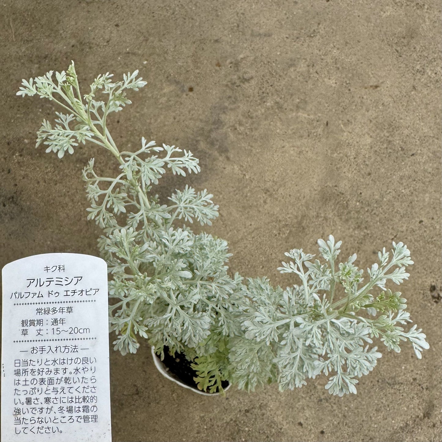 アルテミシア パフュームドゥエチオピア