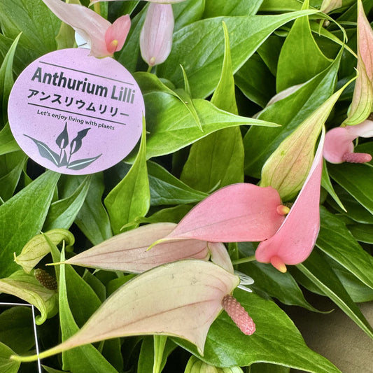 アンスリウム リリー