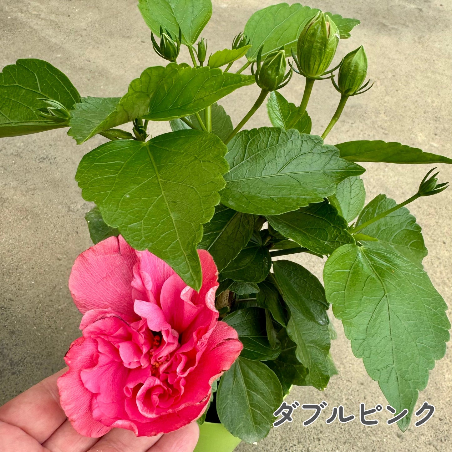 ハイビスカス ロングライフ