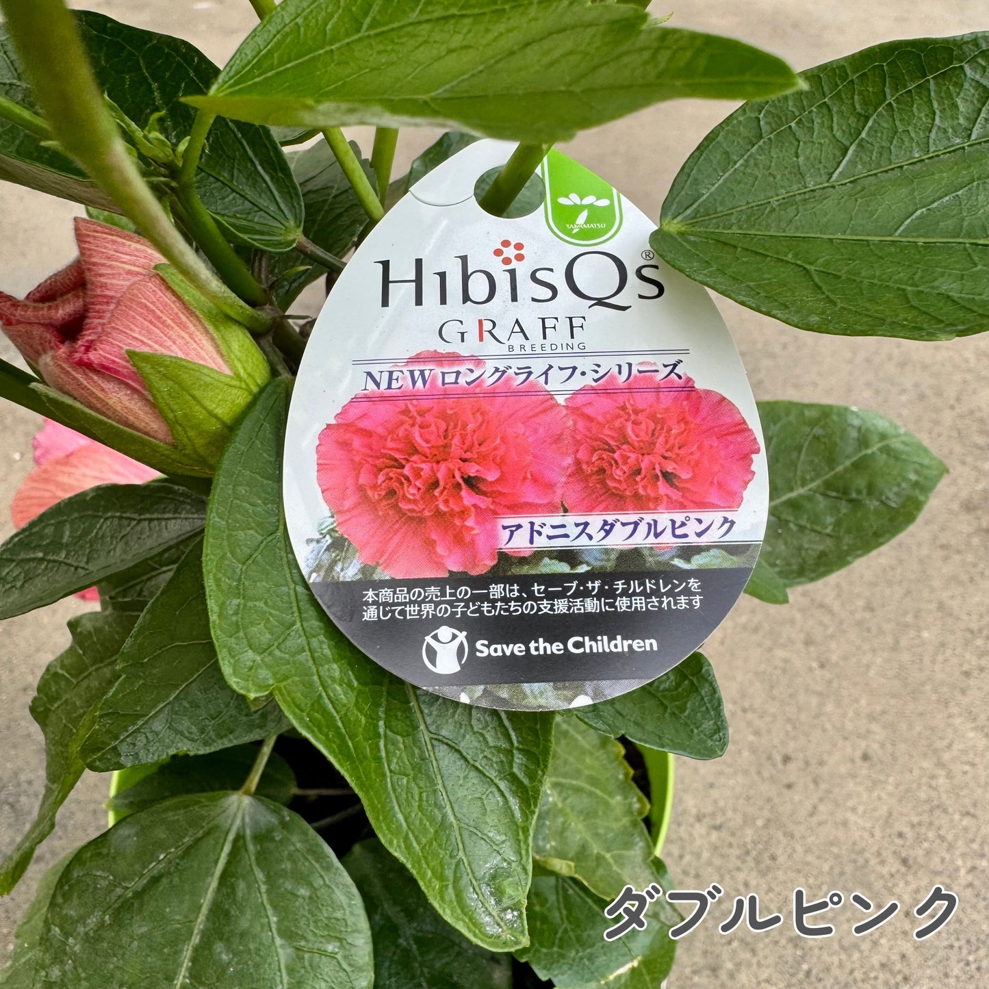 ハイビスカス ロングライフ