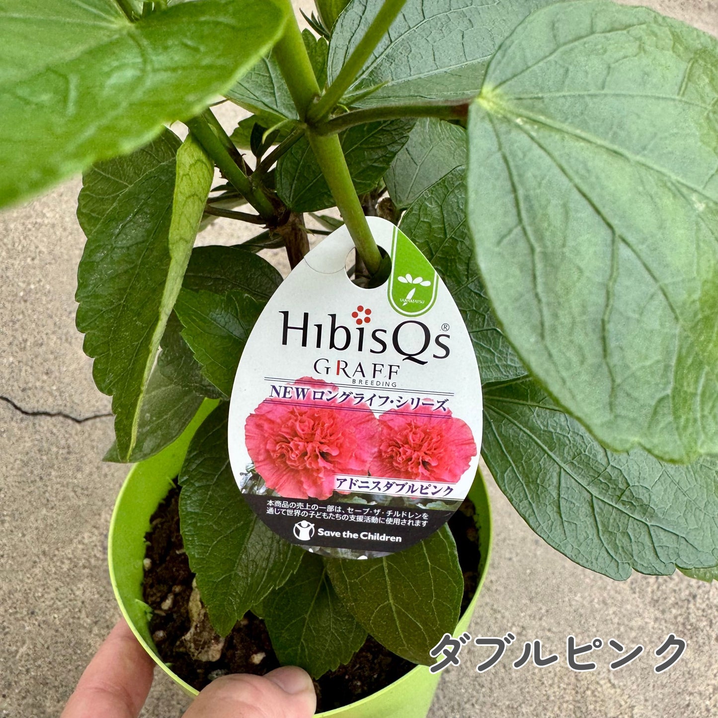 ハイビスカス ロングライフ