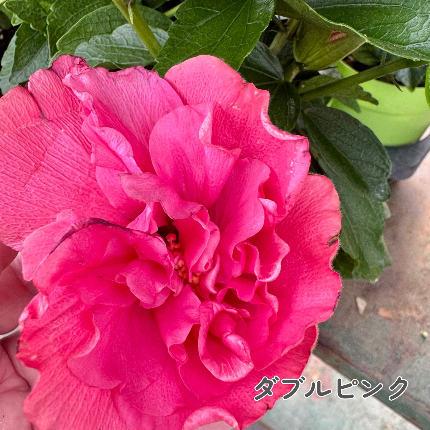 ハイビスカス ロングライフ