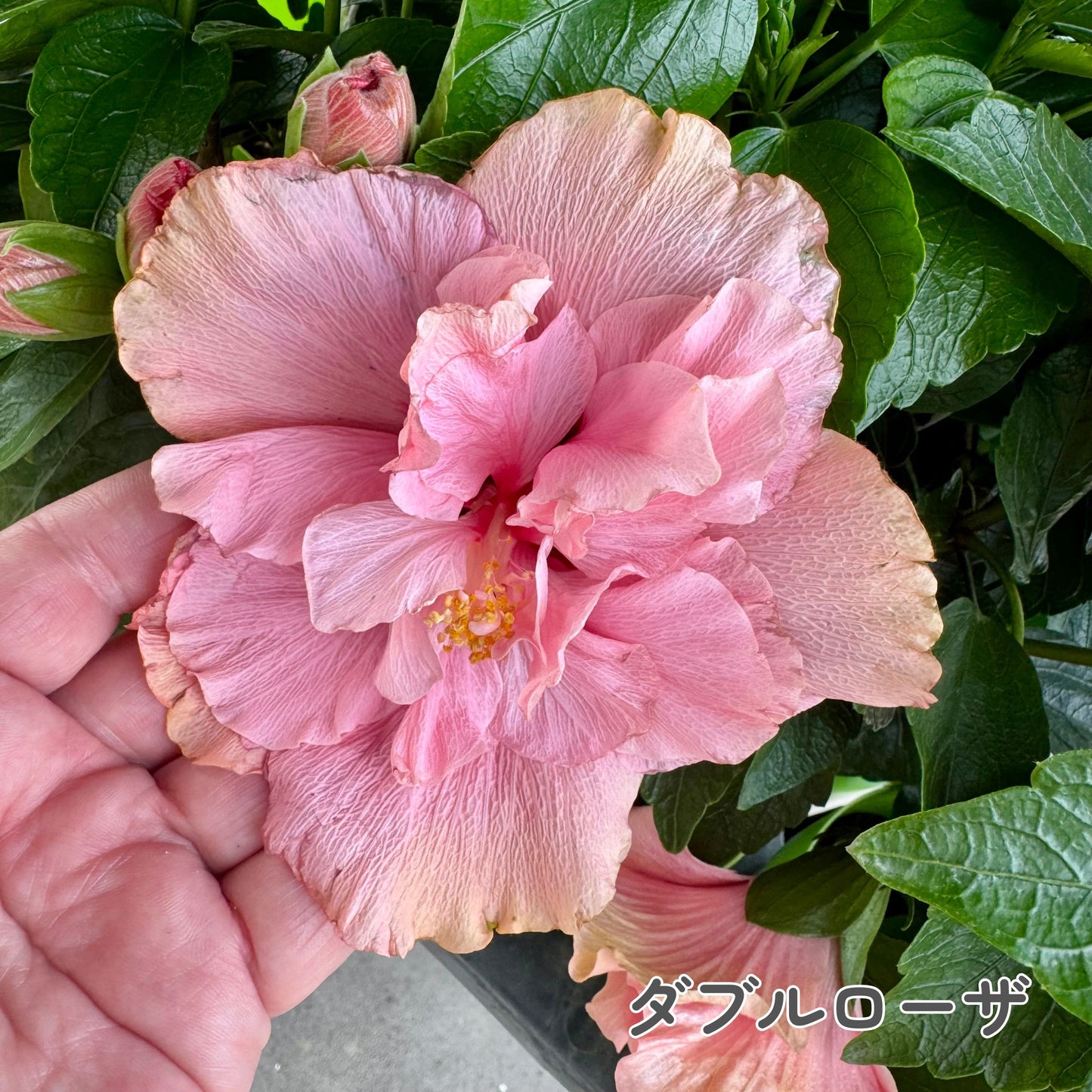 ハイビスカス ロングライフ