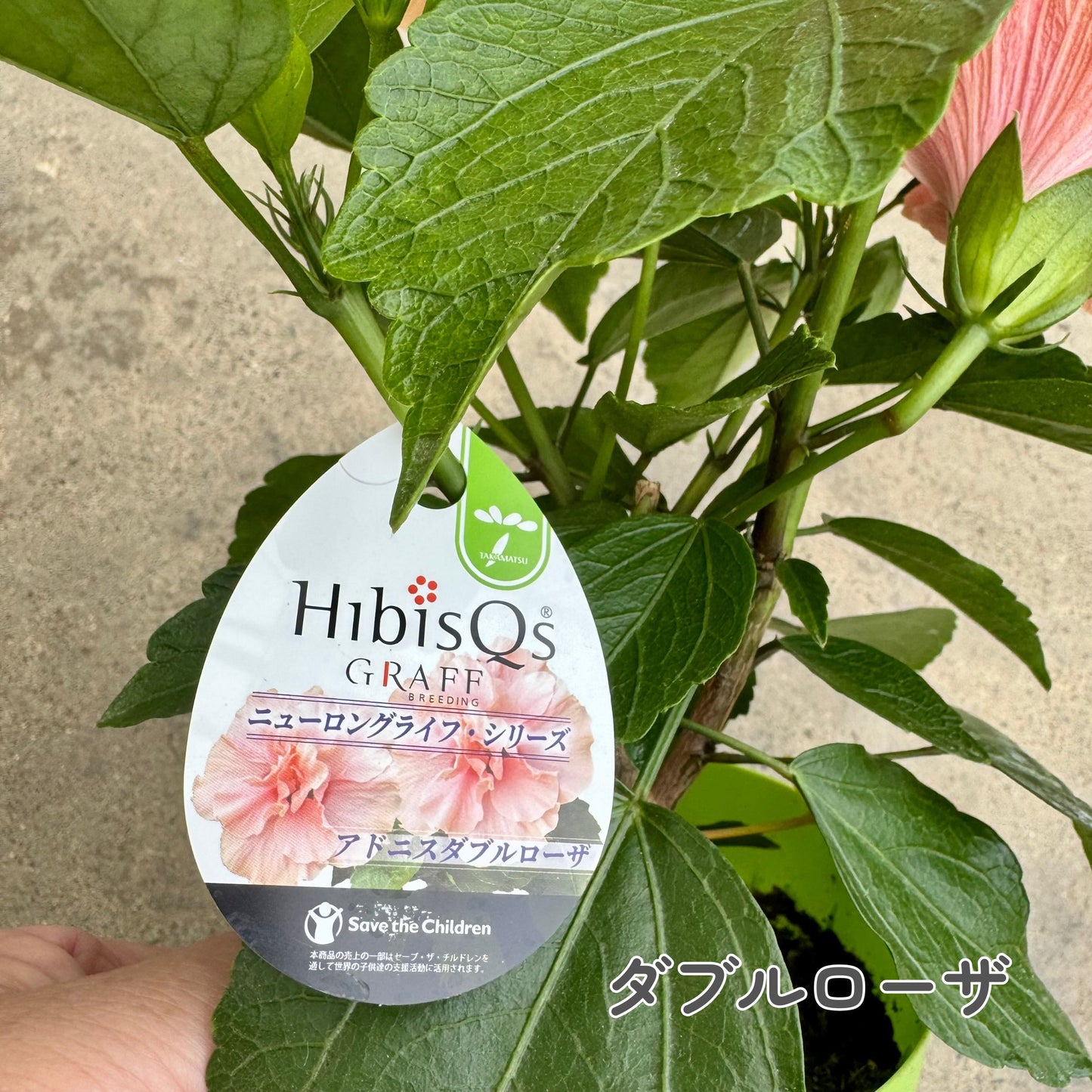 ハイビスカス ロングライフ