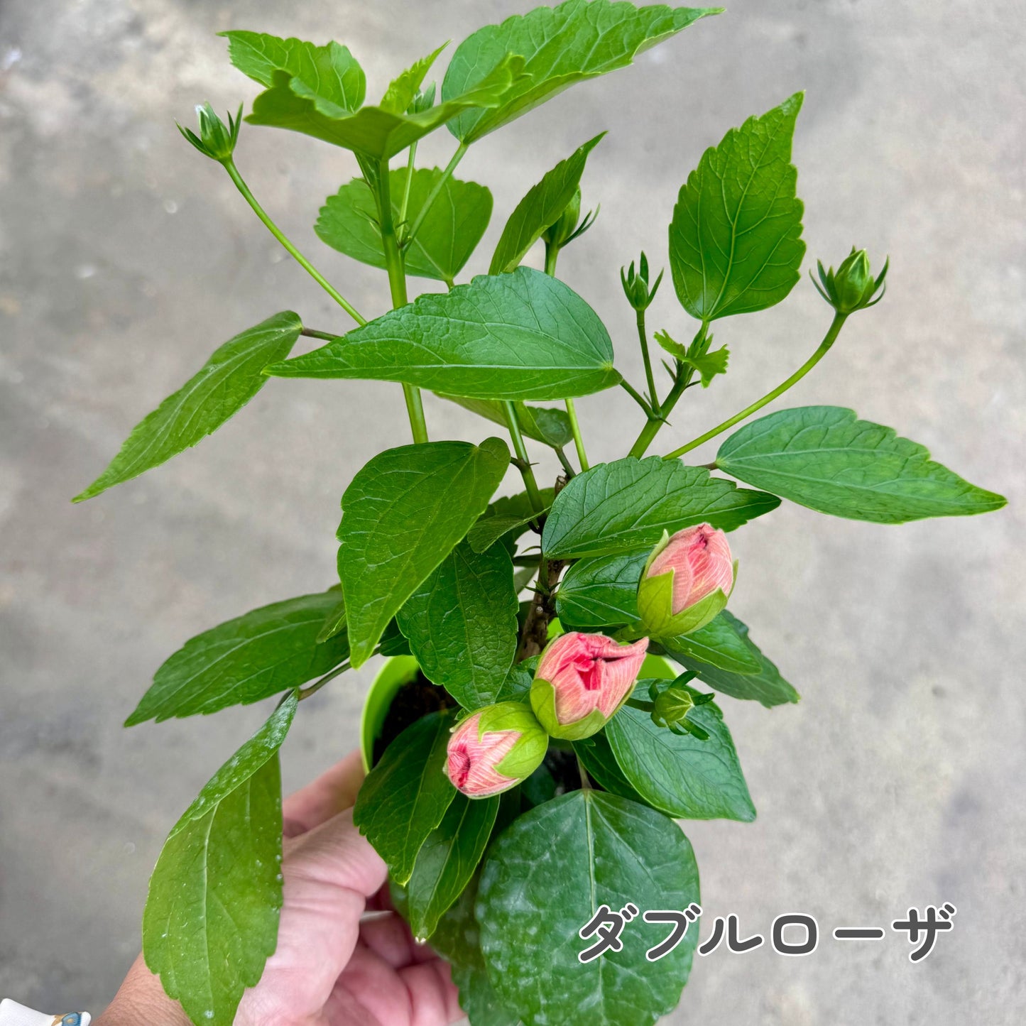 ハイビスカス ロングライフ