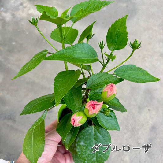 ハイビスカス ロングライフ