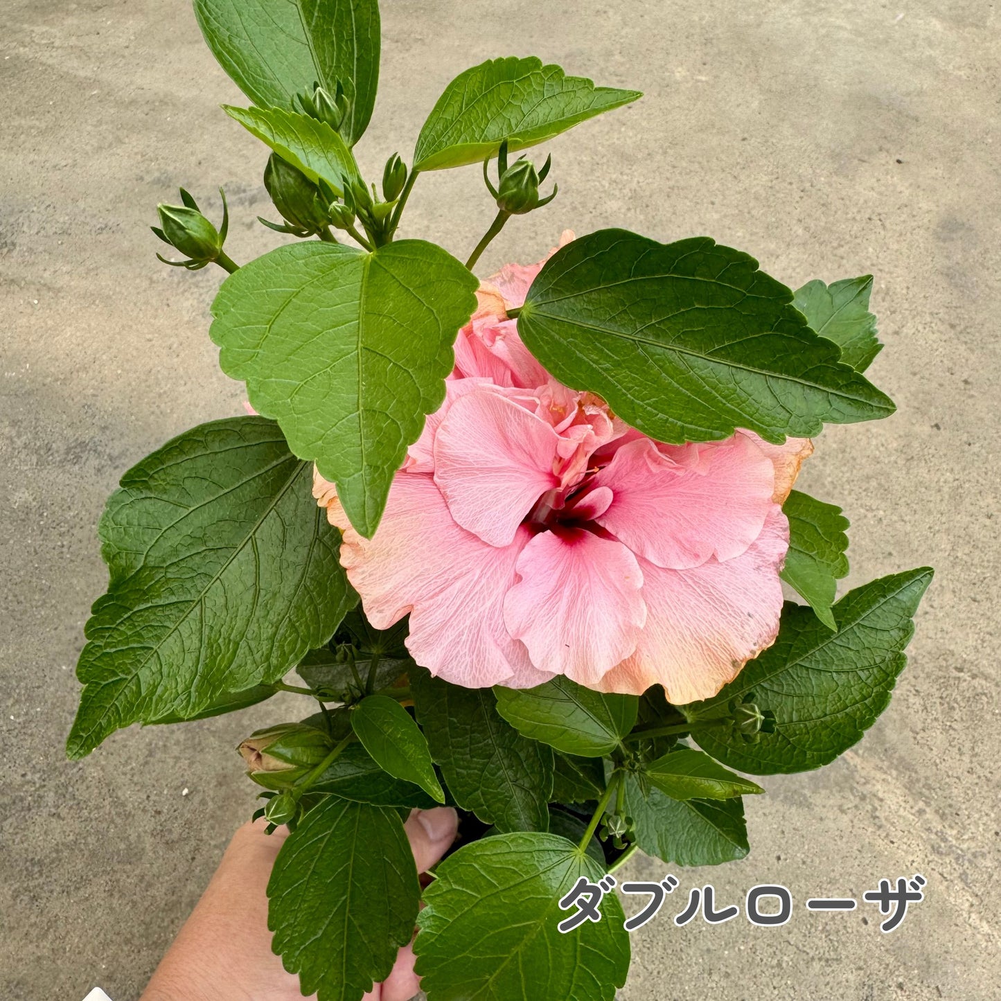 ハイビスカス ロングライフ