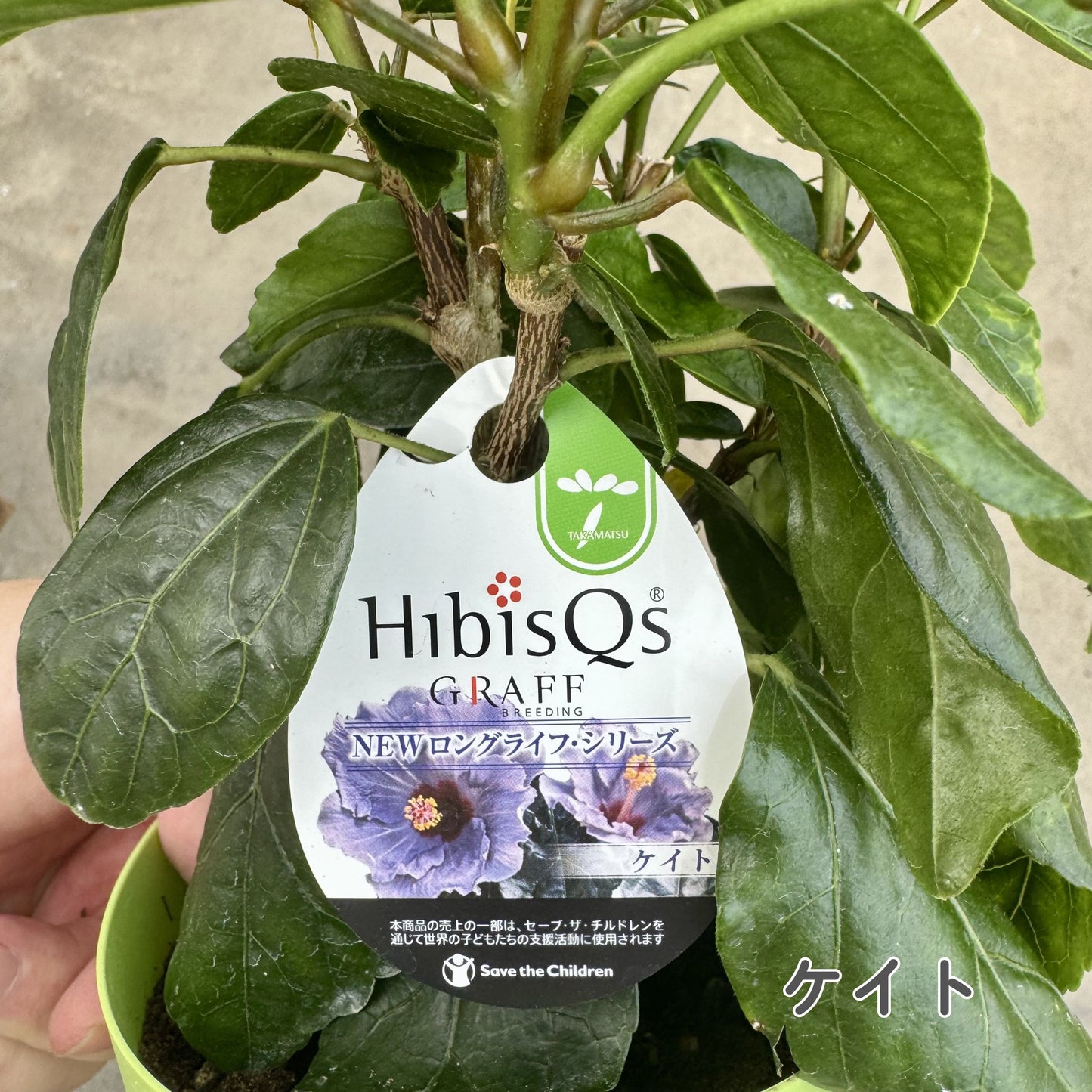 ハイビスカス ロングライフ