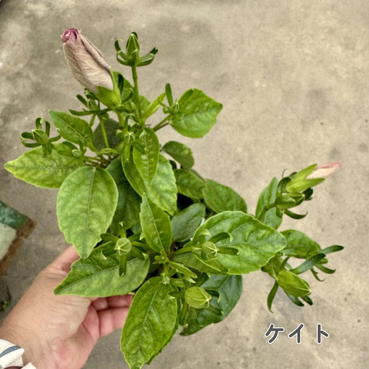 ハイビスカス ロングライフ