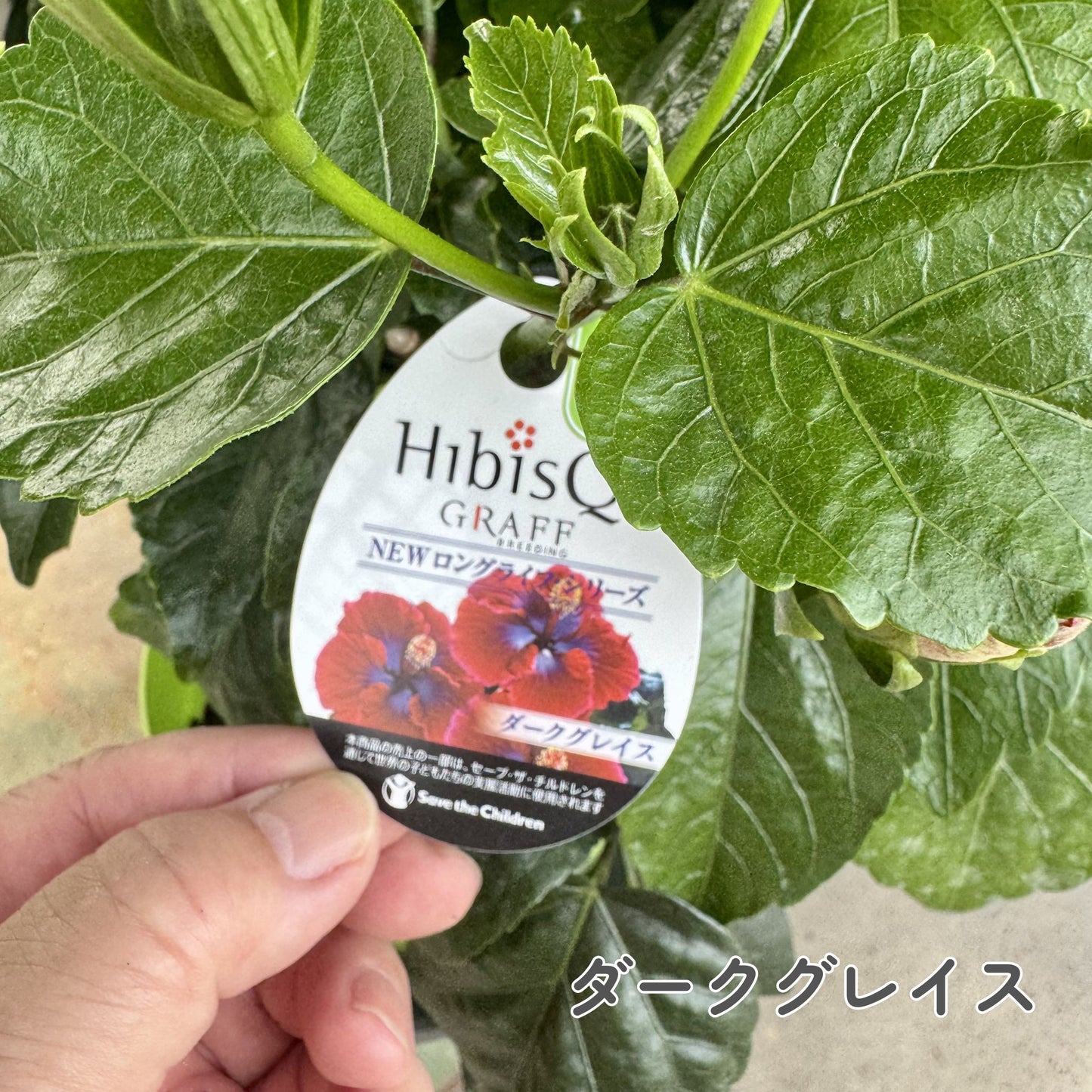 ハイビスカス ロングライフ