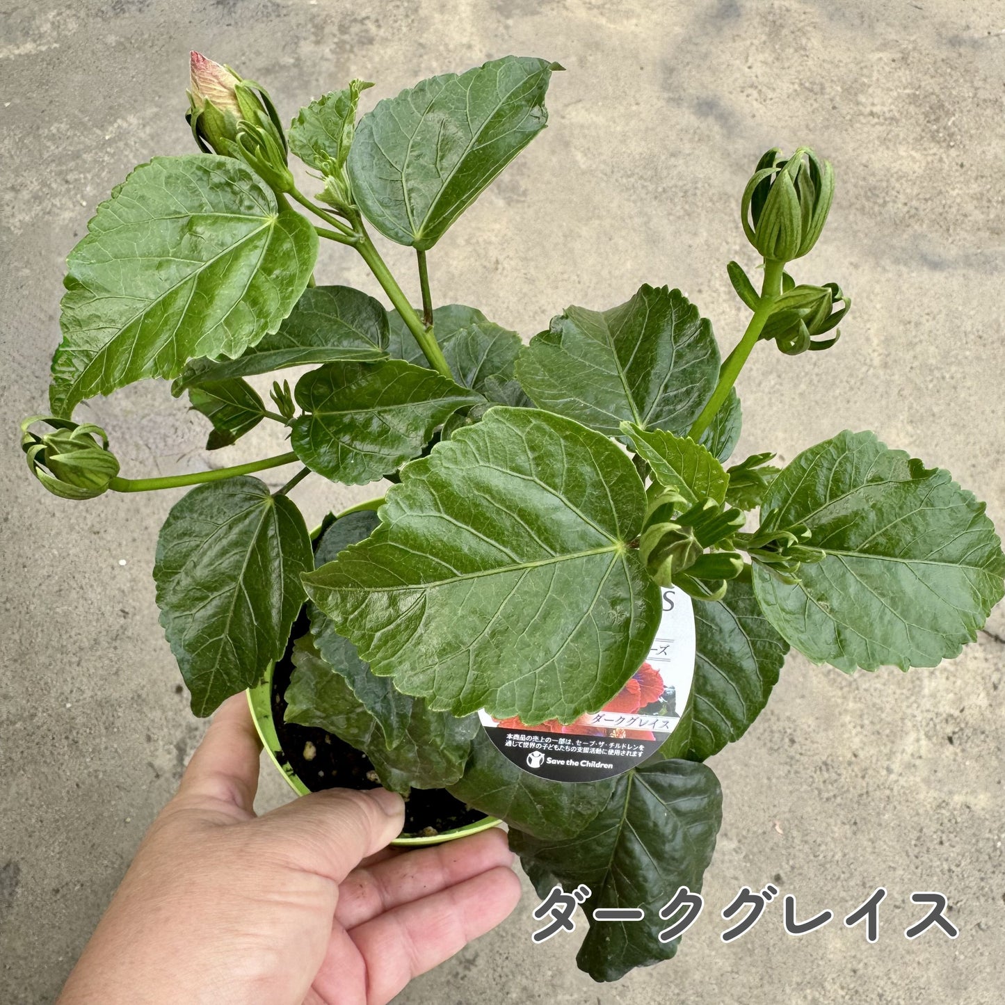 ハイビスカス ロングライフ