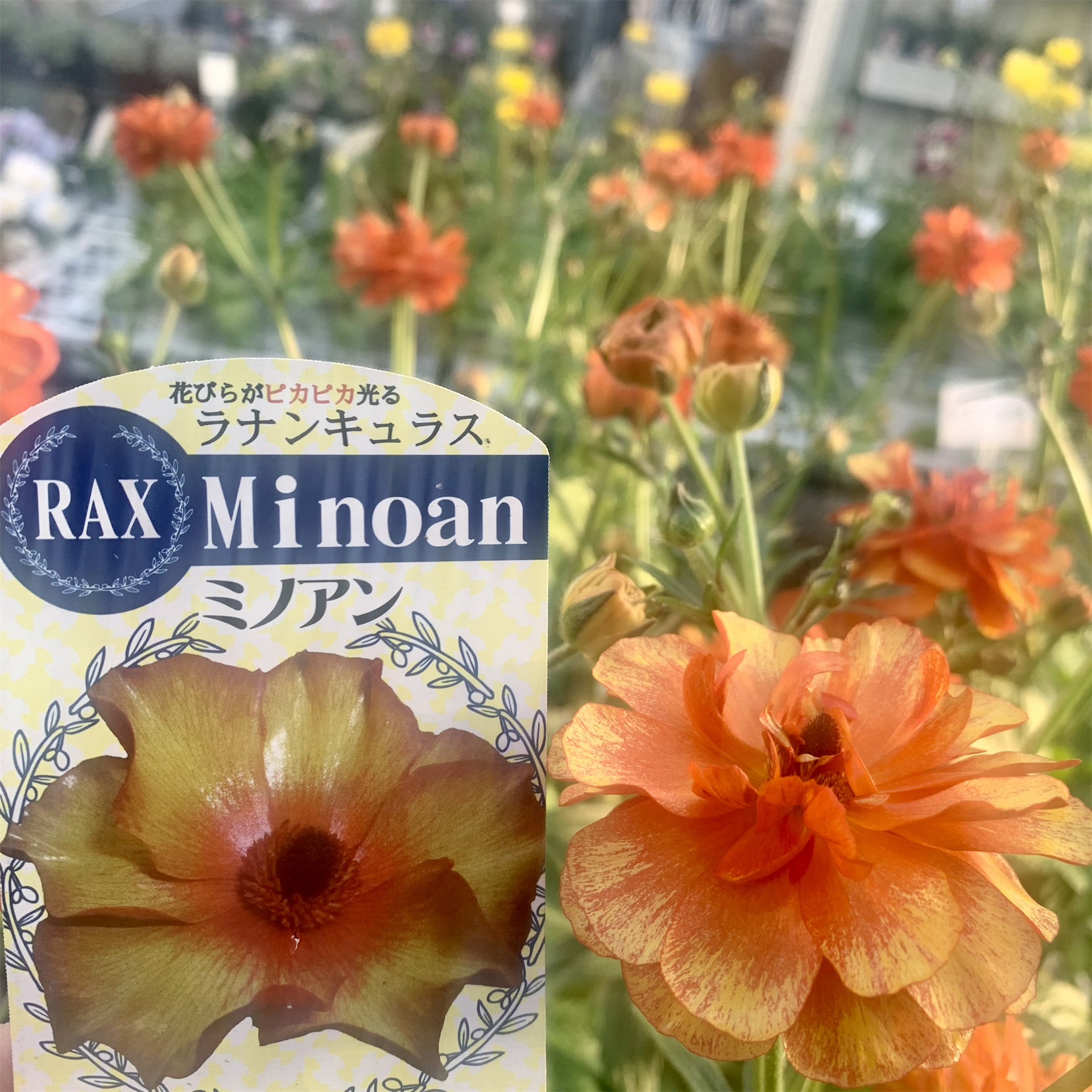 IMG_1135.png?v=1771080364&