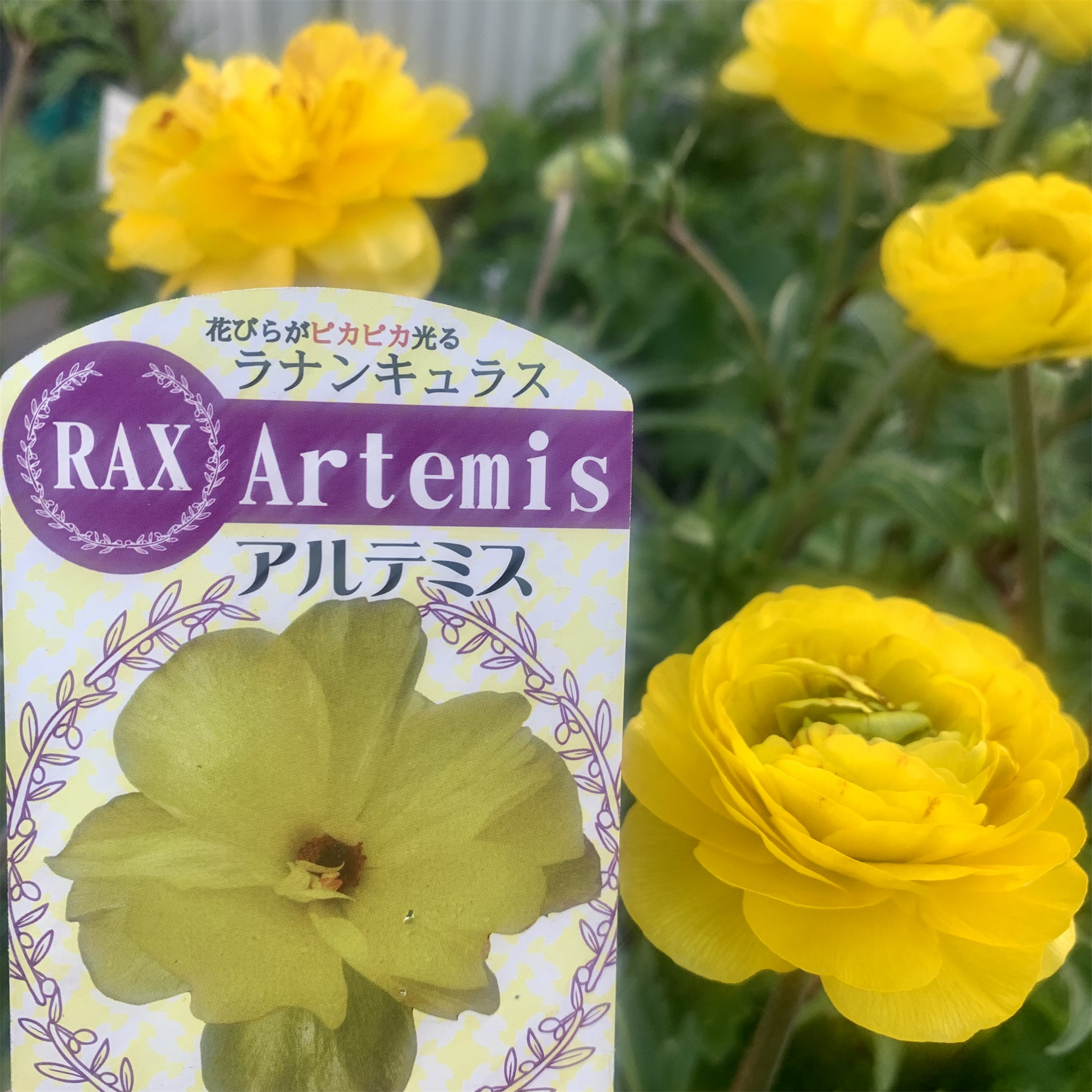 IMG_1136.png?v=1710583498&