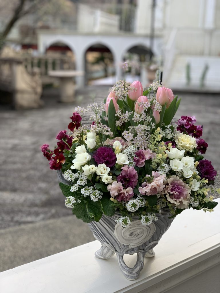 チューリップとサクラソウ ジュリアン パンジーのギャザリング寄せ植え