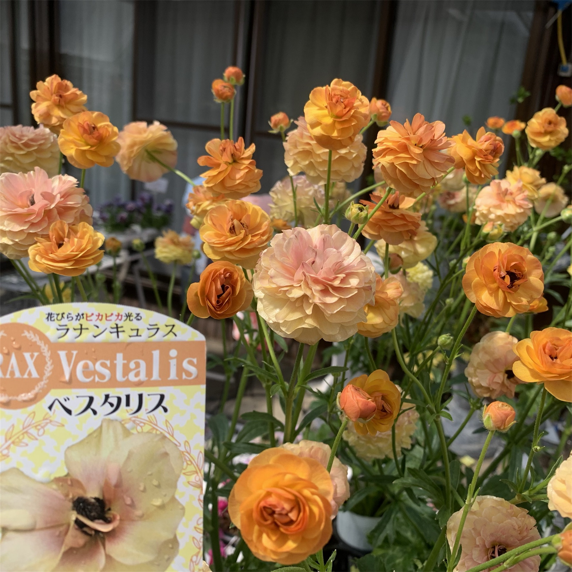 ラナンキュラス ラックス】ベスタリス3.5号 | はなそうにんオゼジュン