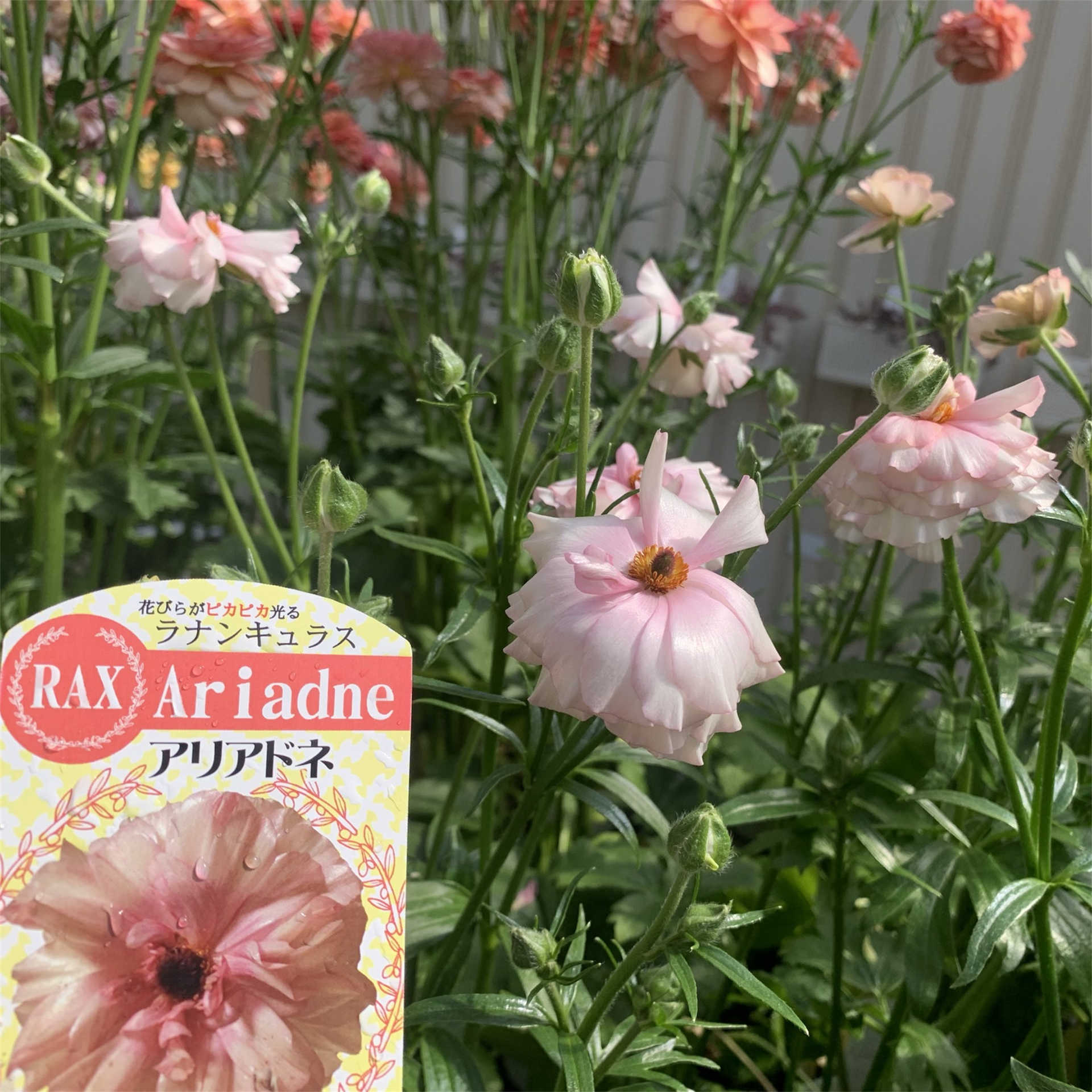 ラナンキュラス ラックス】 アリアドネ3.5号 | はなそうにんオゼジュン
