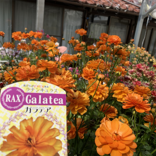 ラナンキュラス ラックス ガラテア 種類 育て方 ヘラ アイオリア 球根 新品種 人気ランキング 買いたい 苗 綾園芸 アウラ イエロー ハリオス いつ頃販売　芽が出る ウラノス 植え替え 植え付け 時期 植えっぱなし エリス 選び方 ブログ 5号鉢 園芸ネットおすすめ 置き場所 オレンジ系 大きさ カインズ 株分け 寒冷地 開花時期 価格 花期 花芽 枯れた 球根 植え方 切花 切り花 芽が出ない 深さ 戻し方 芽出し 腐る コメリ 凍る 購入 交配 サティロス 挿し木 水やり 再開 サカタのタネ 霜 失敗 室内 新色 支柱 成長記録 セール 生産者 剪定 耐寒性 タキイ 高い 種まき 倒れる 花が終わったら どうする 地植え 違い 直売 通販 つゆ 梅雨 ティーバ 取扱店 ホームセンター 夏越し 水やり ニノス 入荷順 人気品種 庭植え グレーシス 値段 根腐れ ハデス ハリオス 花言葉 鉢植え 鉢増し 平田ナーセリー 肥料 日陰 増やし方 安い 八重咲き 雪 予約 ランキング リキュア ロティス ガラテア ガーデニング 画像 グレーシス ぐったり 元気がない 寿命 ジョイフル本田 ティーバ ミノアン