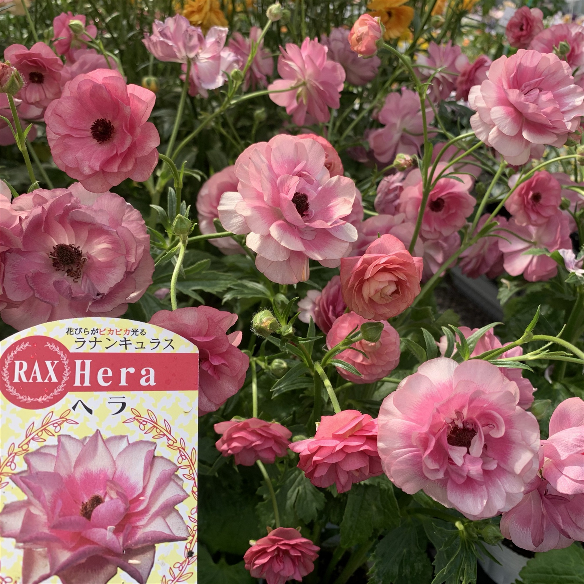 ラナンキュラス ラックス】ヘラ3.5号 | はなそうにんオゼジュン先生 ラナンキュラス ラックス】ヘラ3.5号 | はなそうにんオゼジュン先生