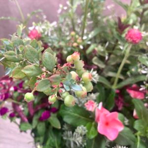 定年祝い・送迎会の花束代わりの寄せ植え 記念になるものということで常緑のブルーベリーを入れました かわいい実がなっています はなそうにん オゼジュン先生のプランツギャザリング 寄せ植え