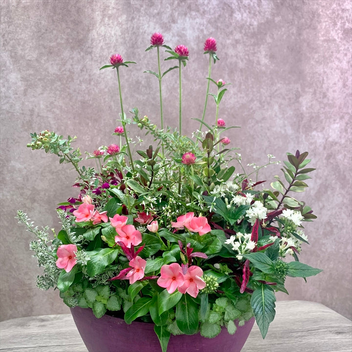 定年祝い・送迎会の花束代わりの寄せ植え 日日草 千日紅 あまり手入れがいらない丈夫なお花で華やかに長く咲いて 宿根草 記念になるものが入っていて持ち帰りやすい 夏のプランツギャザリング お花のアップ はなそうにん オゼジュン先生のプランツギャザリング 寄せ植え