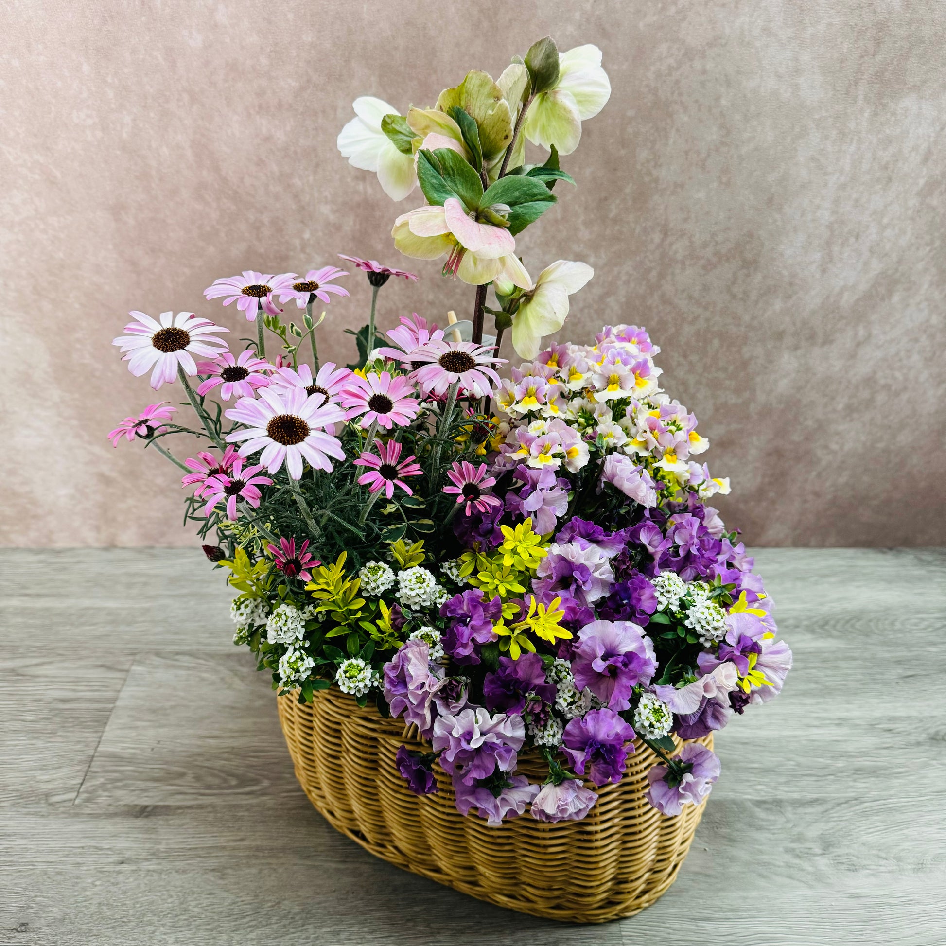 クリスマスローズ氷の薔薇ビアンコを使ってプランツギャザリング春の花かごローダンセマムリルピンク、ネメシアスイートレモンパイ、ビオラティアード、すいーとありｓｓスイートアリッサムで春らんまんのかわいい寄せ植え
