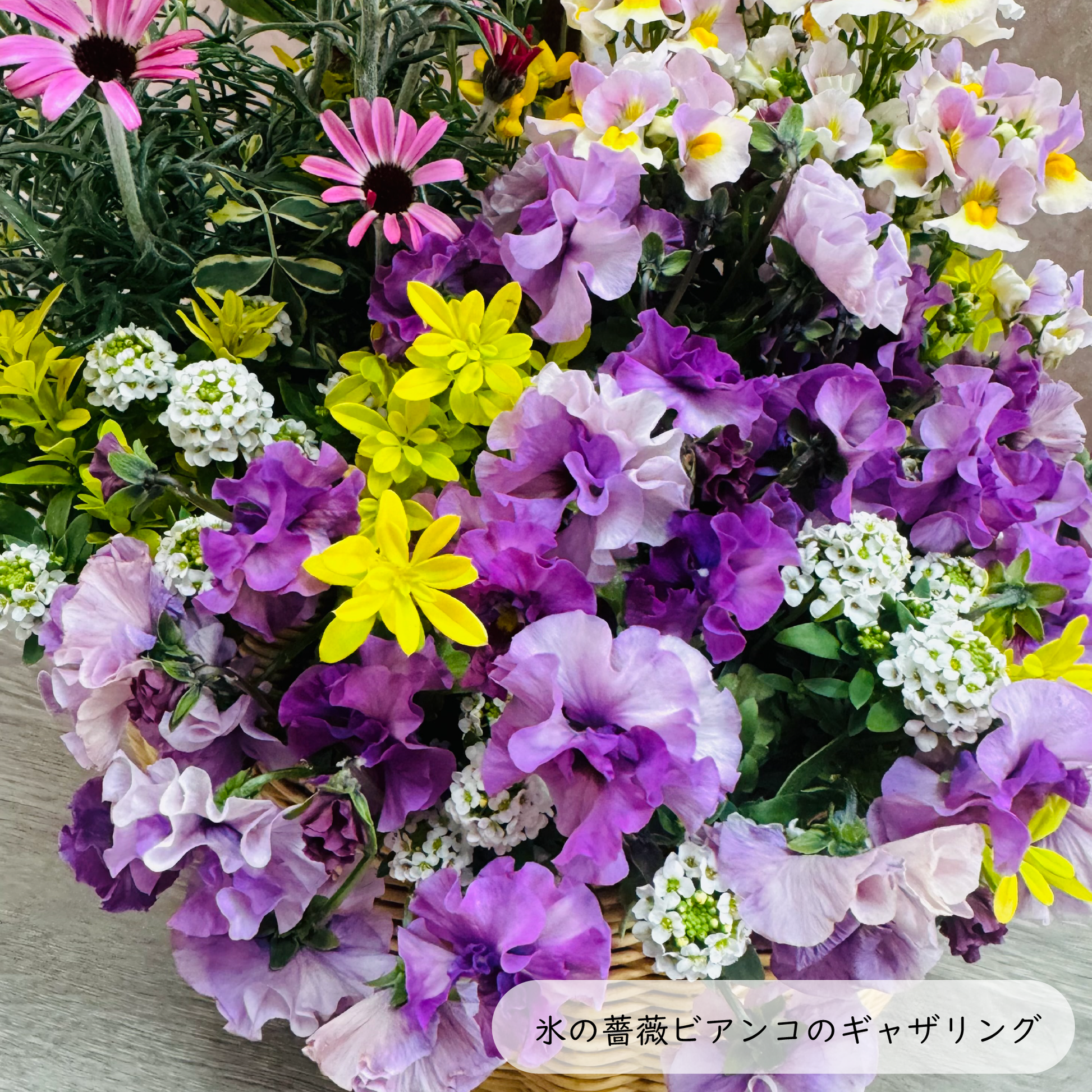 クリスマスローズ氷の薔薇ビアンコを使ってプランツギャザリング春の花かごローダンセマムリルピンク、ネメシアスイートレモンパイ、ビオラティアード、すいーとありｓｓスイートアリッサムで春らんまんのかわいい寄せ植え