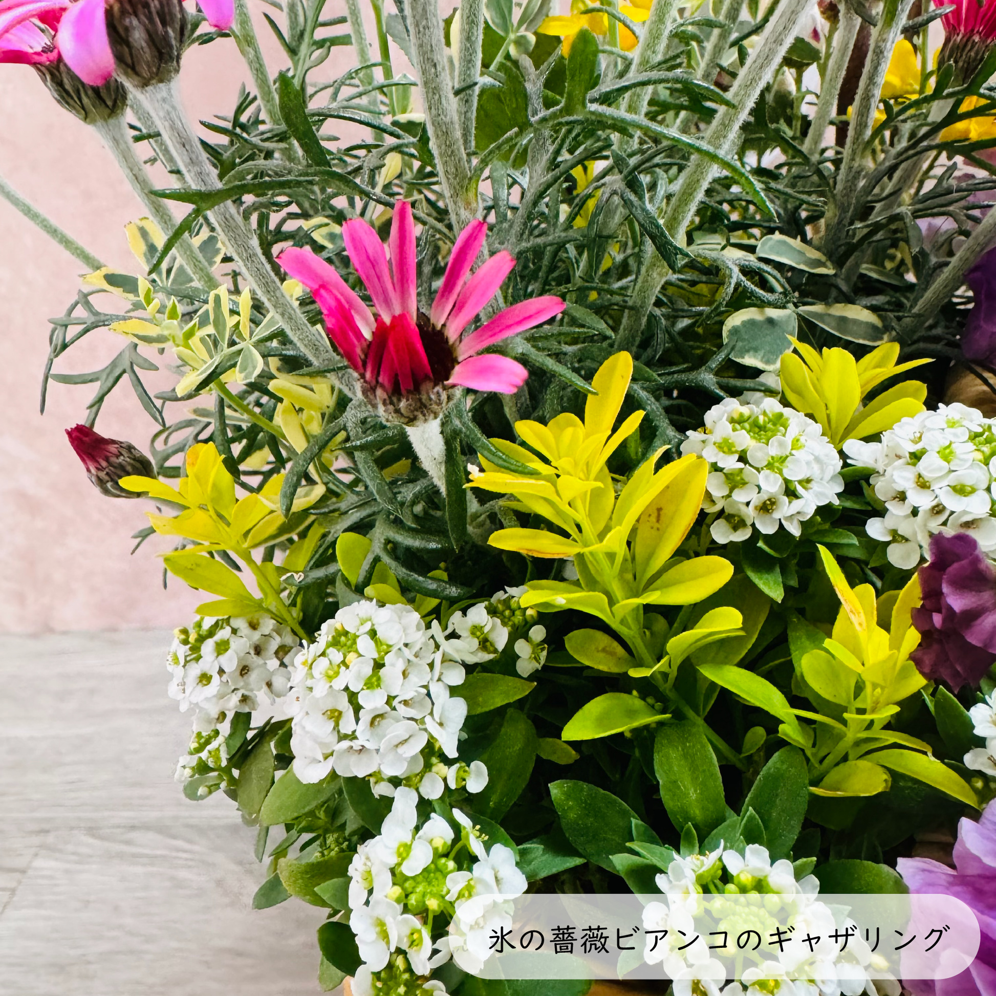 クリスマスローズ氷の薔薇ビアンコを使ってプランツギャザリング春の花かごローダンセマムリルピンク、ネメシアスイートレモンパイ、ビオラティアード、すいーとありｓｓスイートアリッサムで春らんまんのかわいい寄せ植え