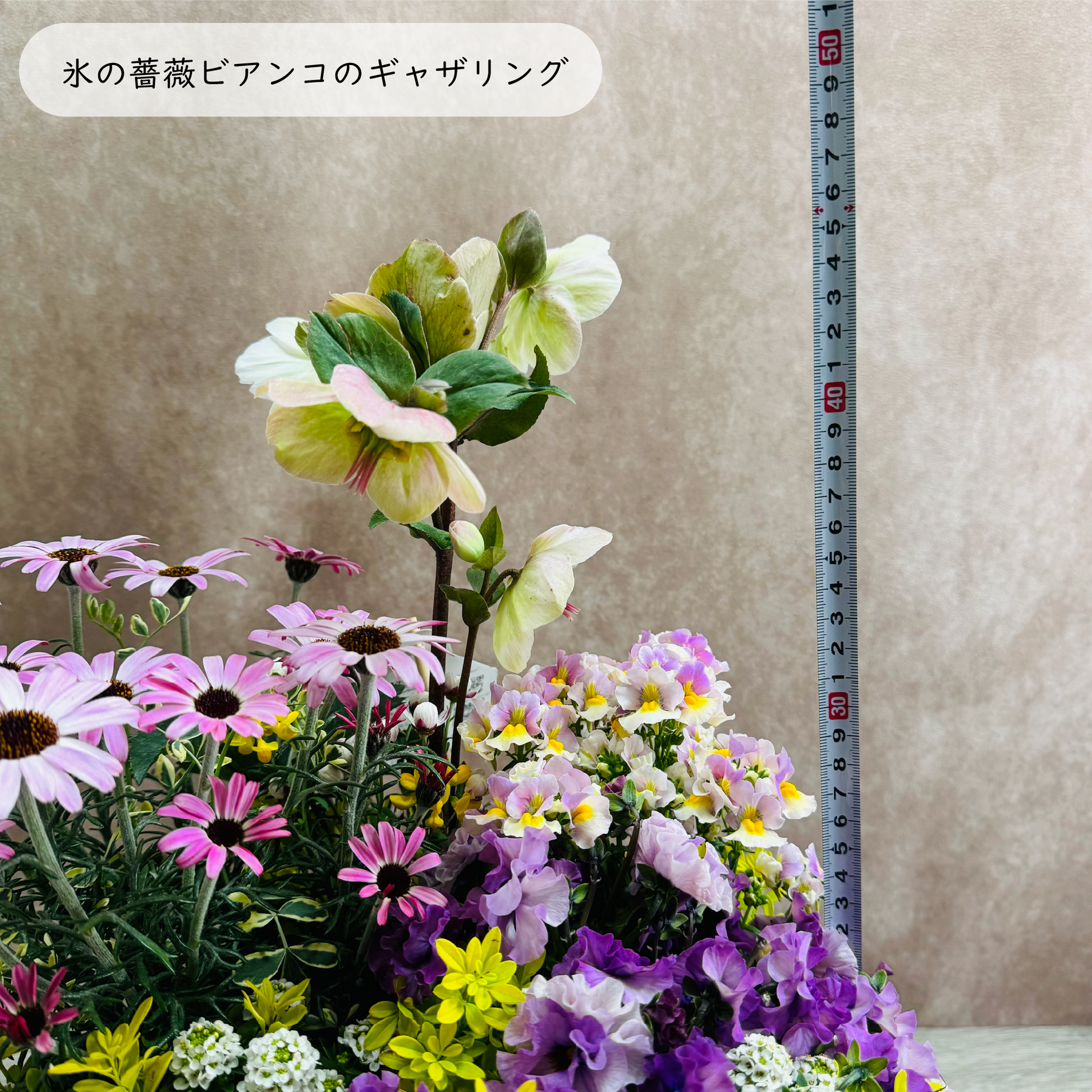 クリスマスローズ氷の薔薇ビアンコを使ってプランツギャザリング春の花かごローダンセマムリルピンク、ネメシアスイートレモンパイ、ビオラティアード、すいーとありｓｓスイートアリッサムで春らんまんのかわいい寄せ植え