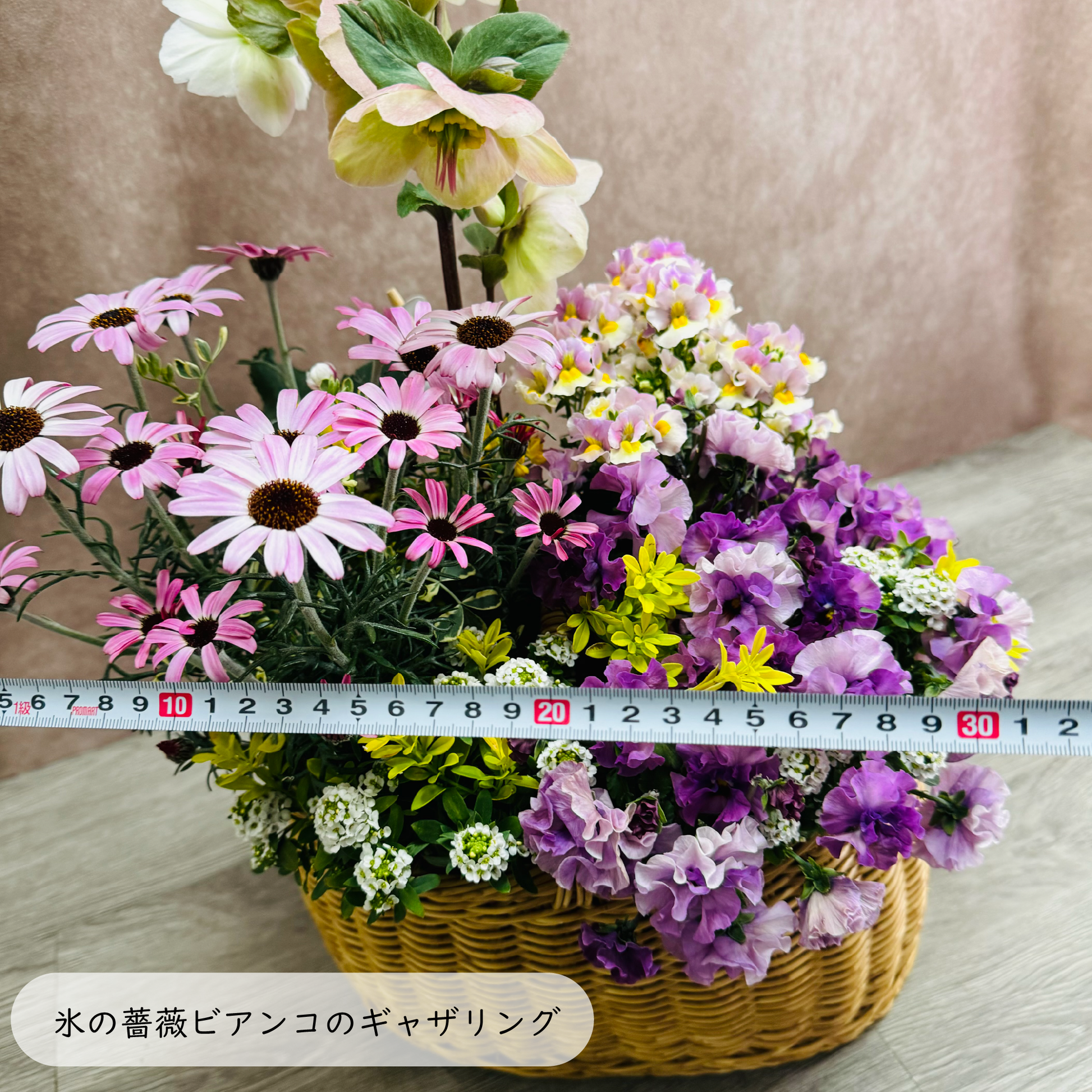 クリスマスローズ氷の薔薇ビアンコを使ってプランツギャザリング春の花かごローダンセマムリルピンク、ネメシアスイートレモンパイ、ビオラティアード、すいーとありｓｓスイートアリッサムで春らんまんのかわいい寄せ植え