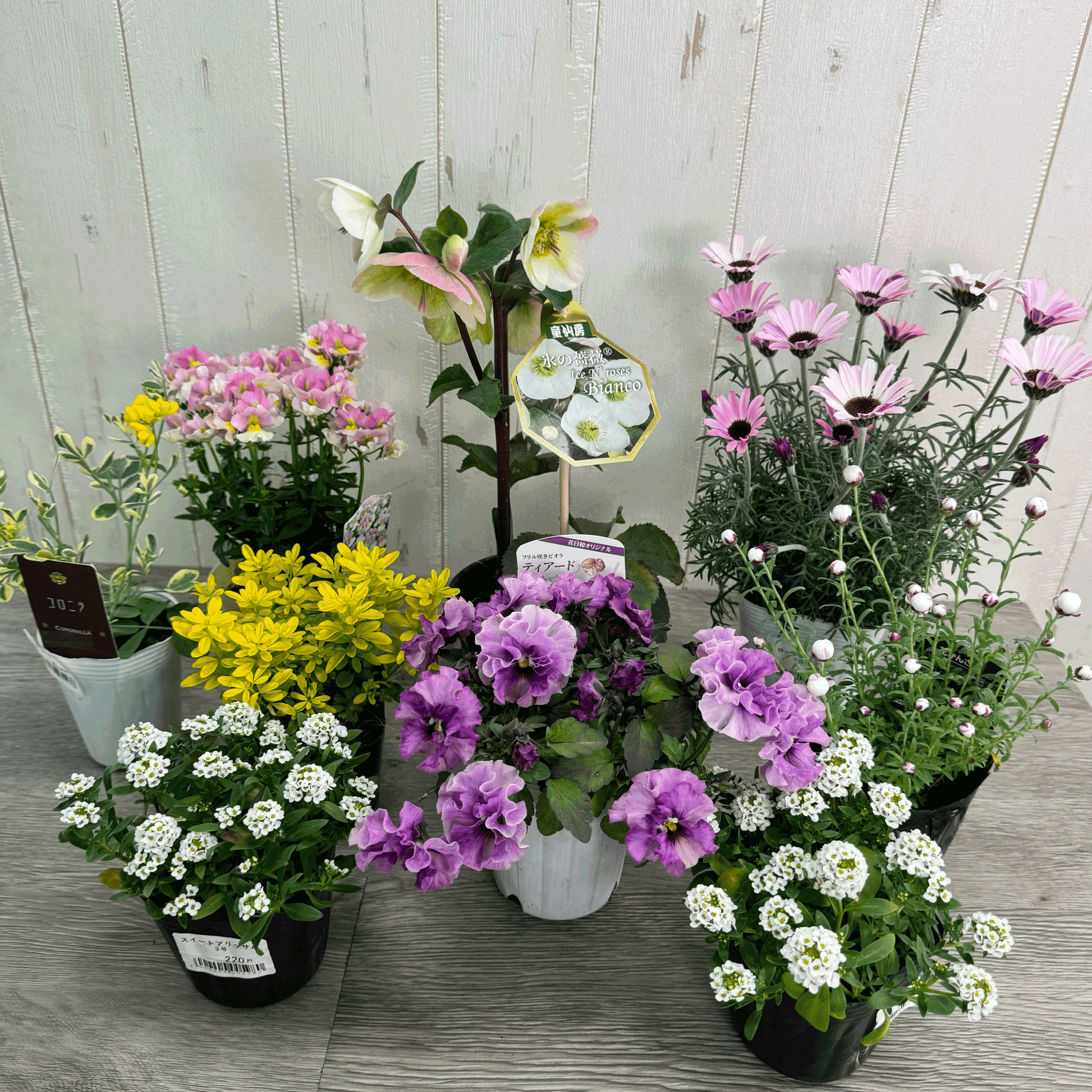 クリスマスローズ氷の薔薇ビアンコを使ってプランツギャザリング春の花かごローダンセマムリルピンク、ネメシアスイートレモンパイ、ビオラティアード、すいーとありｓｓスイートアリッサムで春らんまんのかわいい寄せ植え