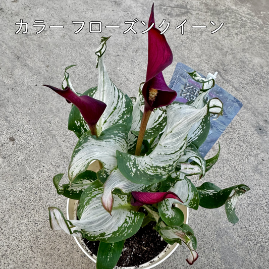 フローズンクイーンは透き通るような白い斑の葉っぱが美しい希少品種です。ワインレッドの花も美しいおしゃれな畑地性のカラー　株全体