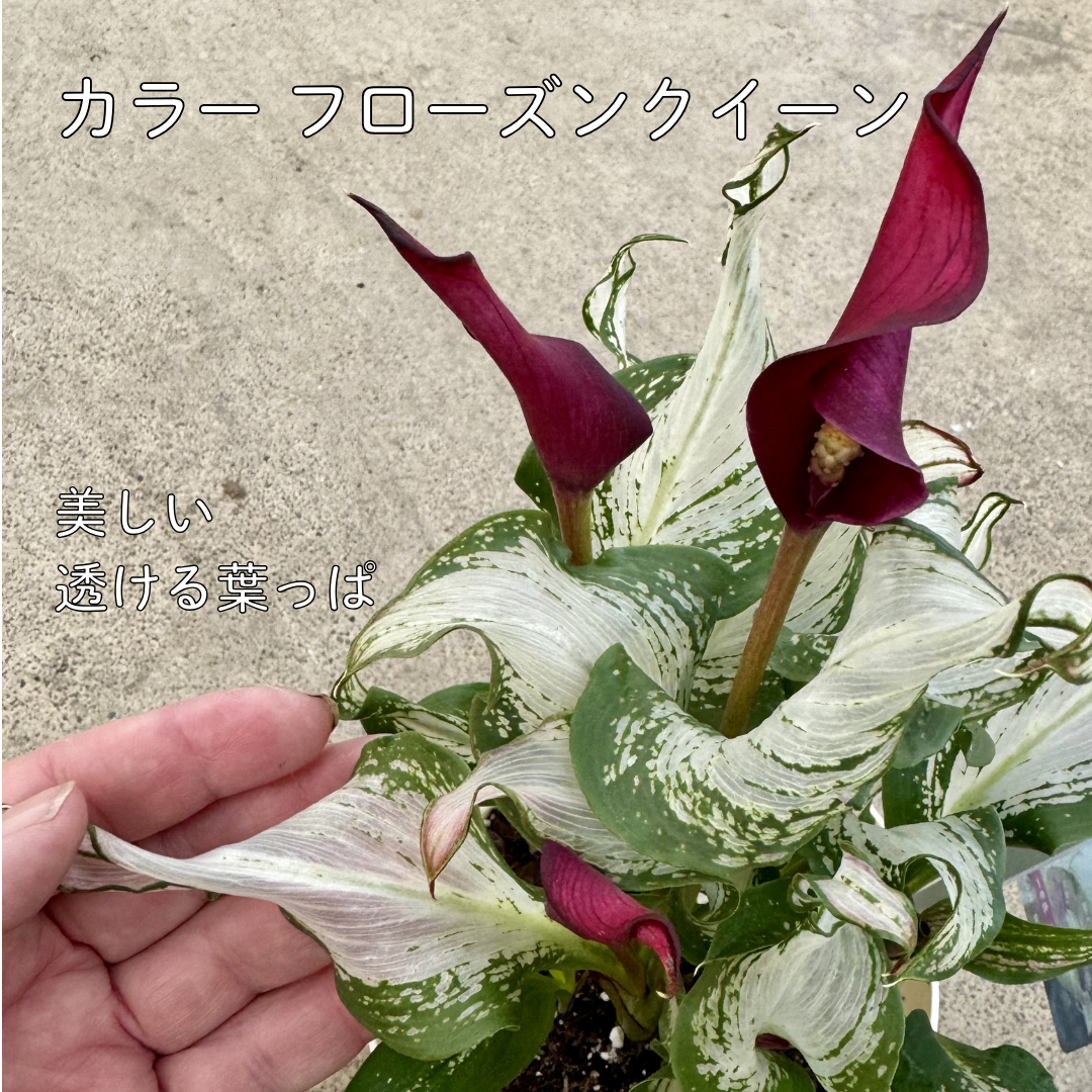 フローズンクイーンは透き通るような白い斑の葉っぱが美しい希少品種です。ワインレッドの花も美しいおしゃれな畑地性のカラー　葉っぱと花のアップ