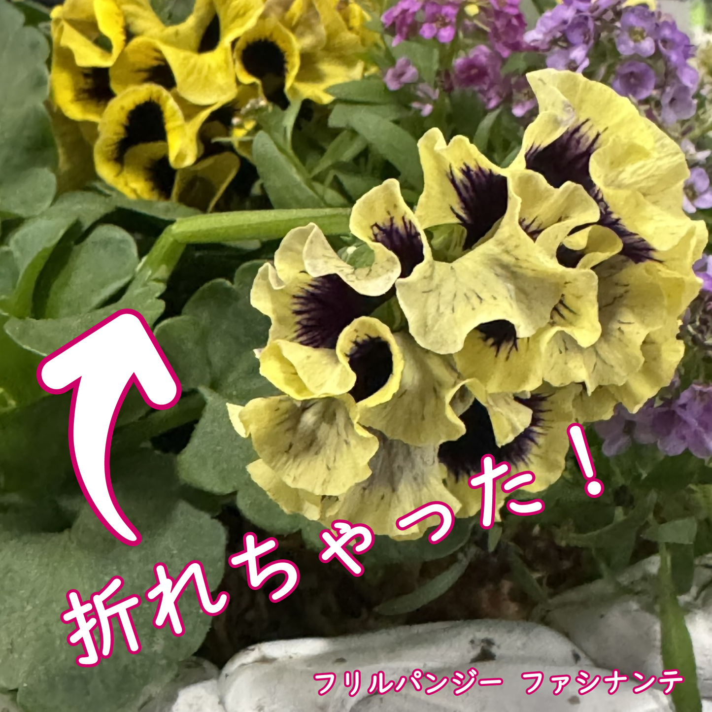 折れやすいパンジー ドラキュラの花を支える！【植物を一輪支える 凛】8本入り野菜苗ラナンキュラスラックスに
