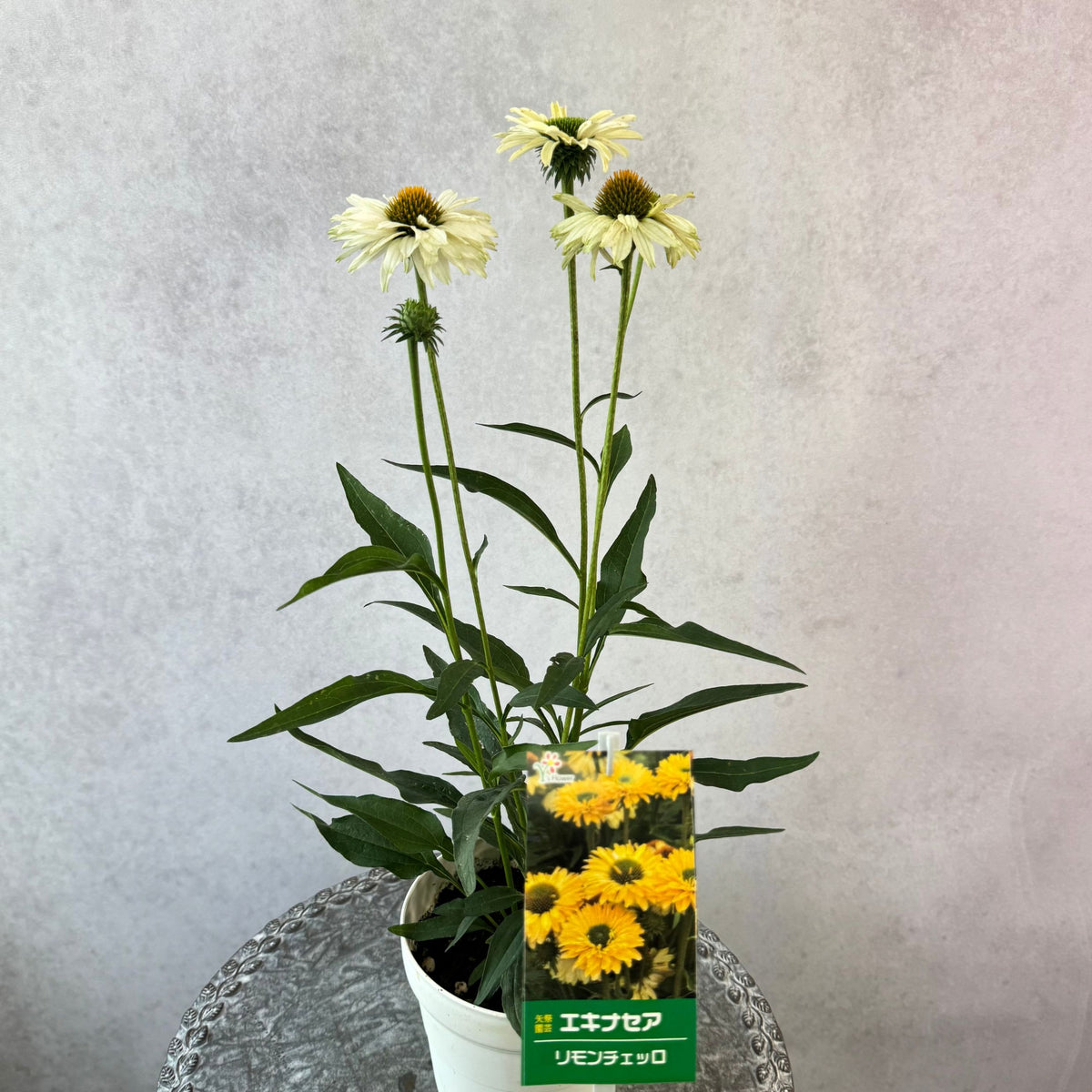 エキナセア サンシーカーズ リモンチェッロ5号鉢。爽やかな淡い黄色の花が咲く、夏の暑さと冬の寒さに強い宿根草。花壇や鉢植え、寄せ植え、プランツギャザリング、切り花におすすめ。岐阜県各務原市の花創人ガーデニング教室