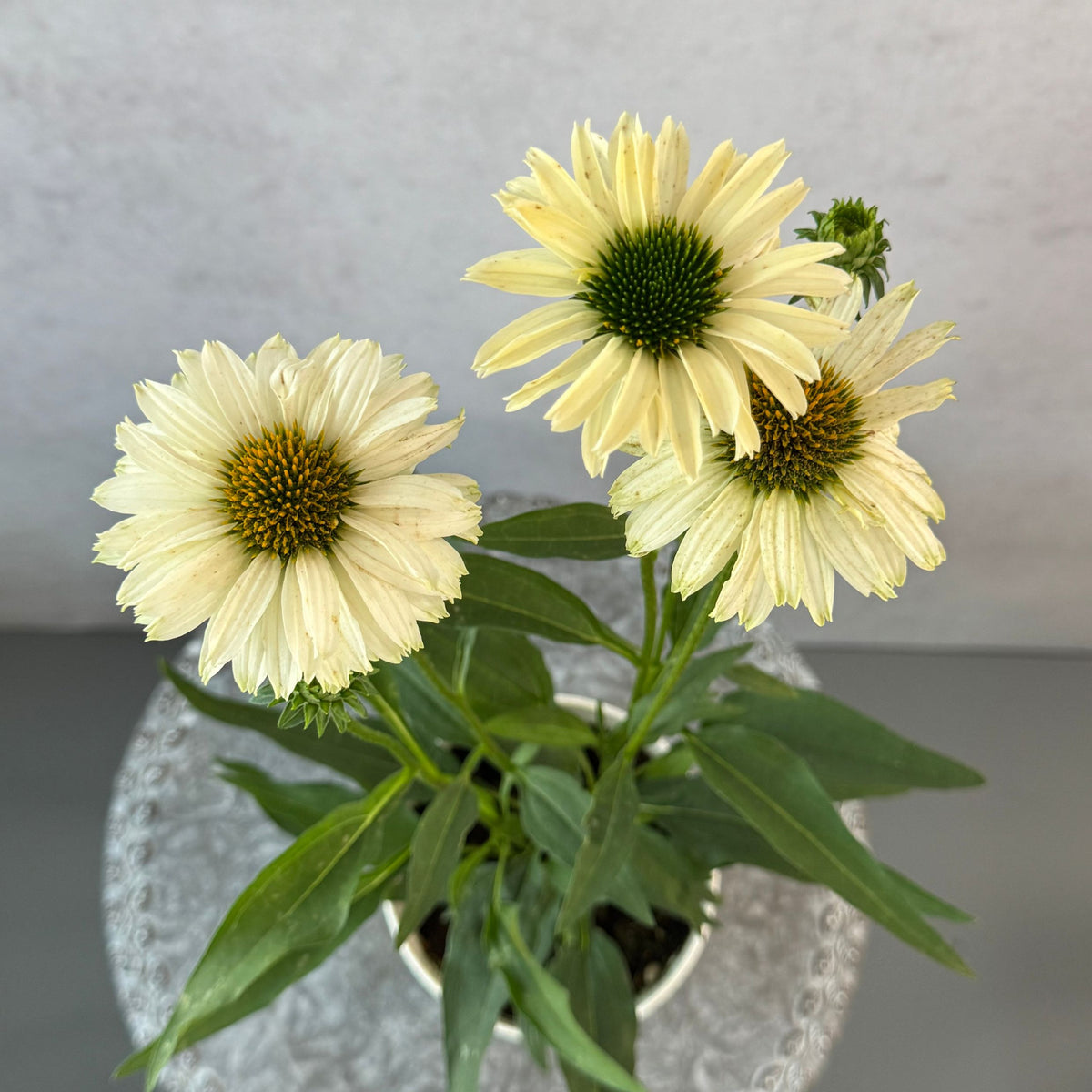 エキナセア サンシーカーズ リモンチェッロ5号鉢。爽やかな淡い黄色の花が咲く、夏の暑さと冬の寒さに強い宿根草。花壇や鉢植え、寄せ植え、プランツギャザリング、切り花におすすめ。岐阜県各務原市の花創人ガーデニング教室