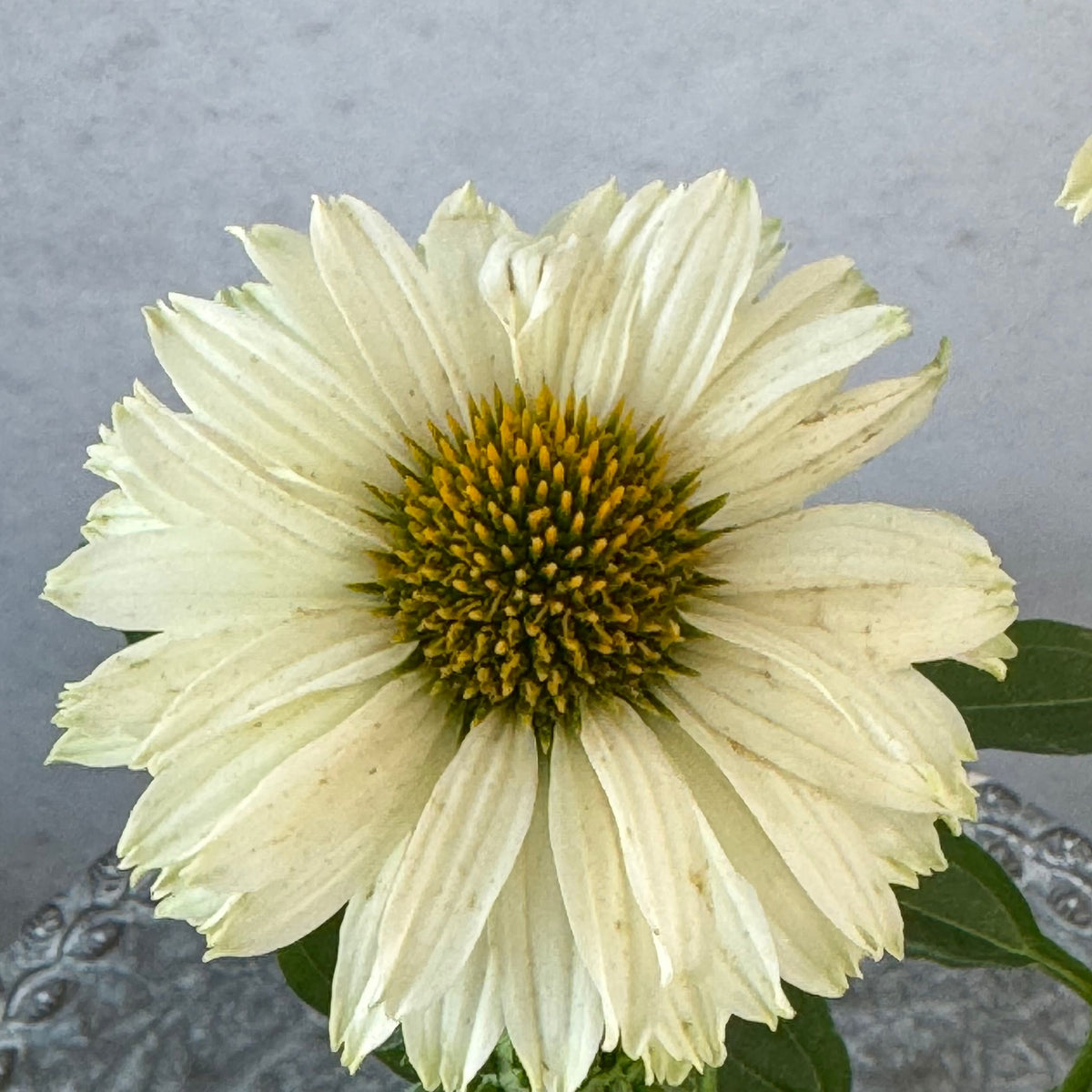 エキナセア サンシーカーズ リモンチェッロ5号鉢。爽やかな淡い黄色の花が咲く、夏の暑さと冬の寒さに強い宿根草。花壇や鉢植え、寄せ植え、プランツギャザリング、切り花におすすめ。岐阜県各務原市の花創人ガーデニング教室