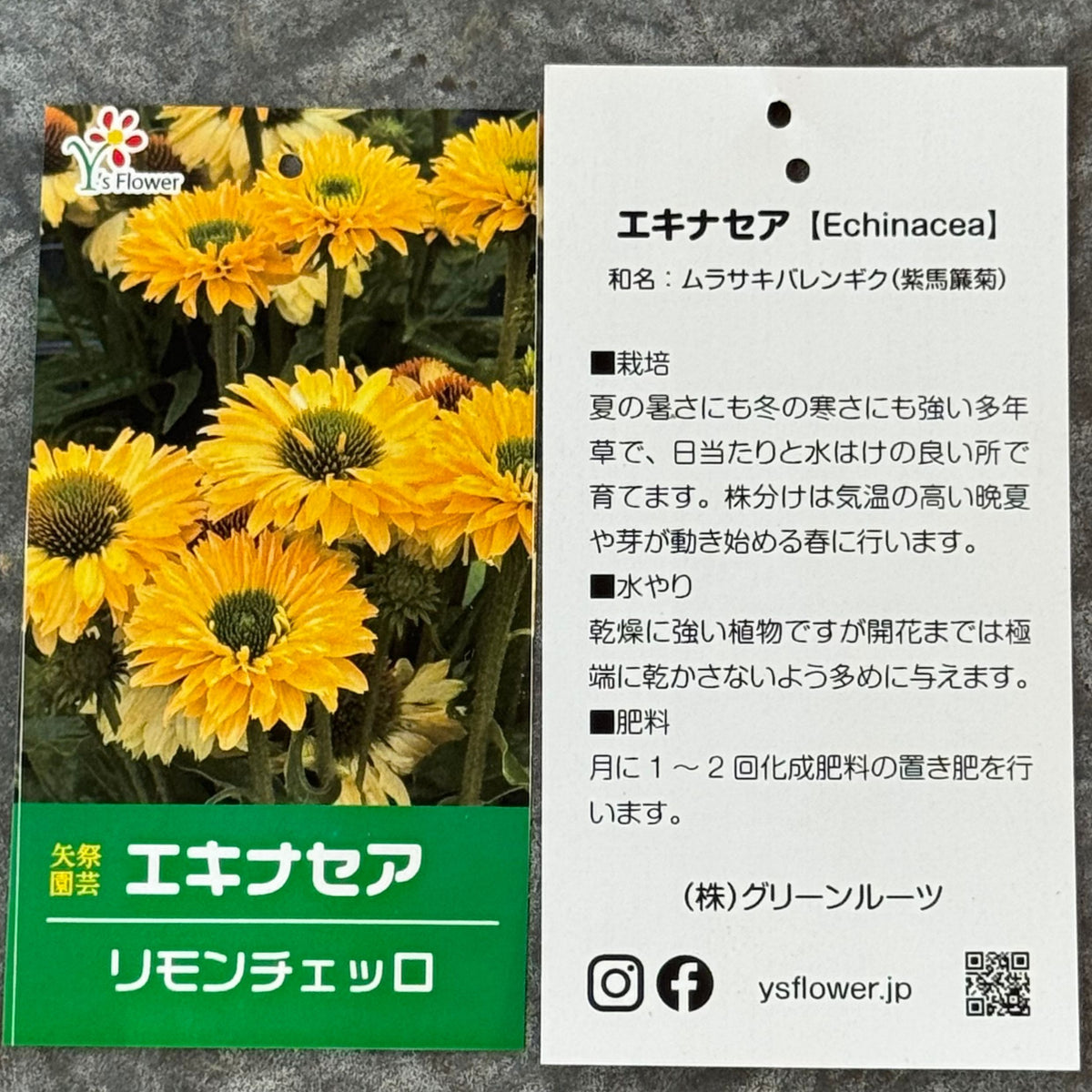 エキナセア サンシーカーズ リモンチェッロ5号鉢。爽やかな淡い黄色の花が咲く、夏の暑さと冬の寒さに強い宿根草。花壇や鉢植え、寄せ植え、プランツギャザリング、切り花におすすめ。岐阜県各務原市の花創人ガーデニング教室