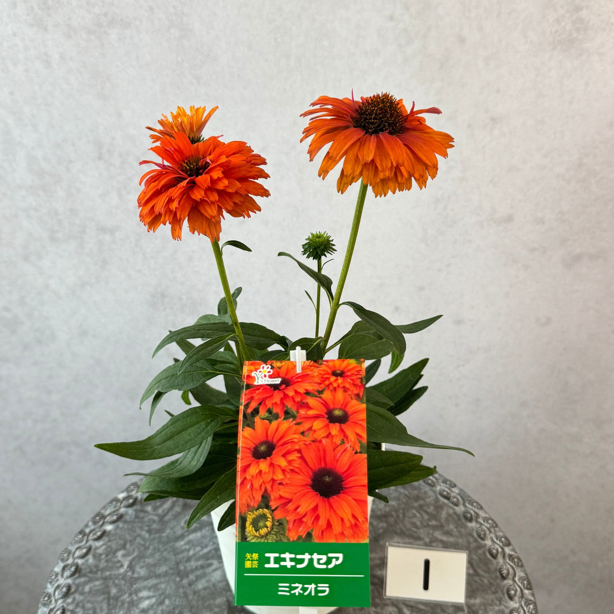 エキナセア サンシーカーズ ミネオラ5号鉢。ガーベラのような華やかなオレンジ色の花が咲く、夏の暑さと冬の寒さに強い宿根草。花壇や鉢植え、寄せ植え、プランツギャザリング、切り花におすすめ。岐阜県各務原市の花創人ガーデニング教室