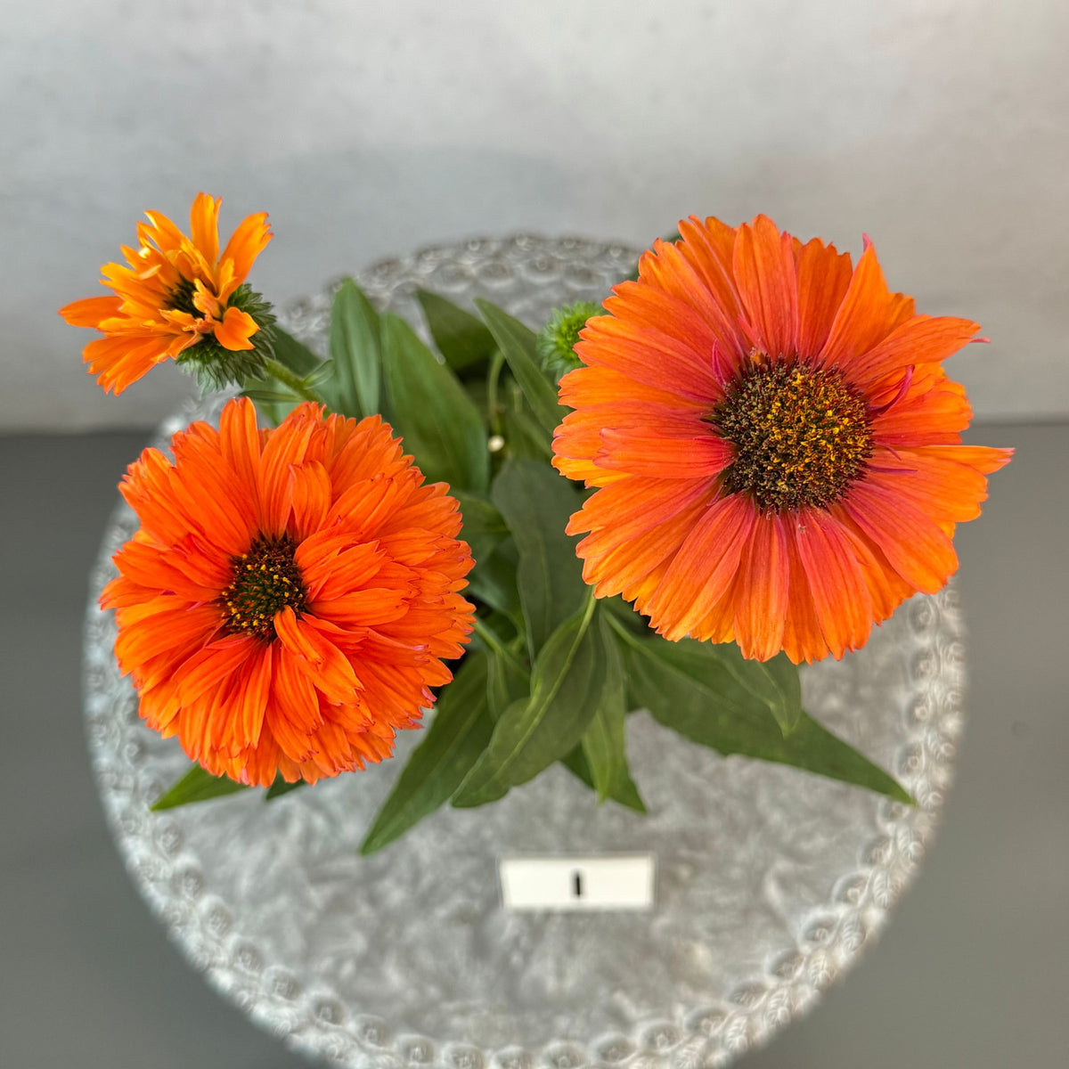エキナセア サンシーカーズ ミネオラ5号鉢。ガーベラのような華やかなオレンジ色の花が咲く、夏の暑さと冬の寒さに強い宿根草。花壇や鉢植え、寄せ植え、プランツギャザリング、切り花におすすめ。岐阜県各務原市の花創人ガーデニング教室