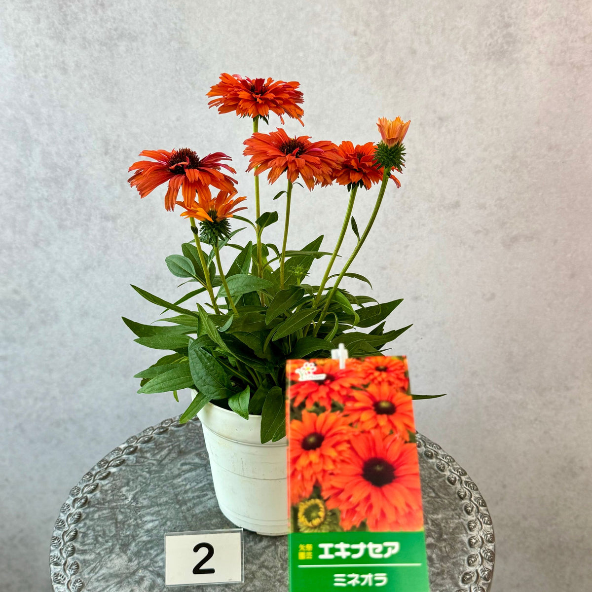 エキナセア サンシーカーズ ミネオラ5号鉢。ガーベラのような華やかなオレンジ色の花が咲く、夏の暑さと冬の寒さに強い宿根草。花壇や鉢植え、寄せ植え、プランツギャザリング、切り花におすすめ。岐阜県各務原市の花創人ガーデニング教室