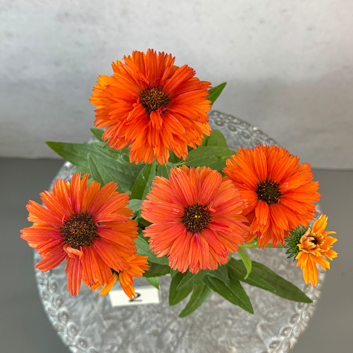 エキナセア サンシーカーズ ミネオラ5号鉢。ガーベラのような華やかなオレンジ色の花が咲く、夏の暑さと冬の寒さに強い宿根草。花壇や鉢植え、寄せ植え、プランツギャザリング、切り花におすすめ。岐阜県各務原市の花創人ガーデニング教室