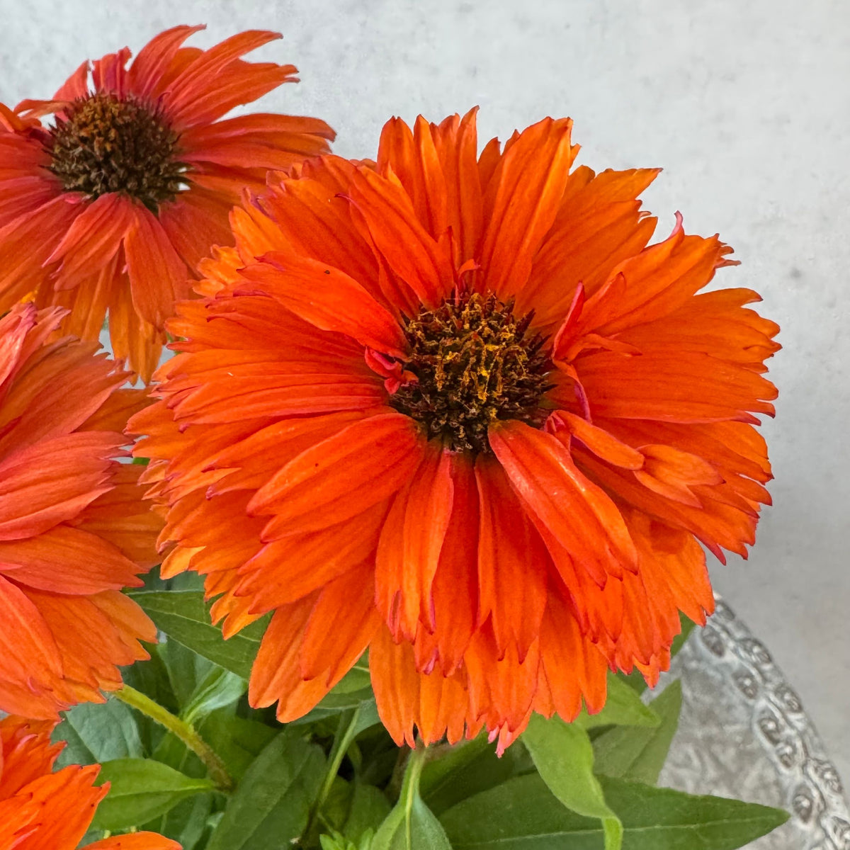 エキナセア サンシーカーズ ミネオラ5号鉢。ガーベラのような華やかなオレンジ色の花が咲く、夏の暑さと冬の寒さに強い宿根草。花壇や鉢植え、寄せ植え、プランツギャザリング、切り花におすすめ。岐阜県各務原市の花創人ガーデニング教室