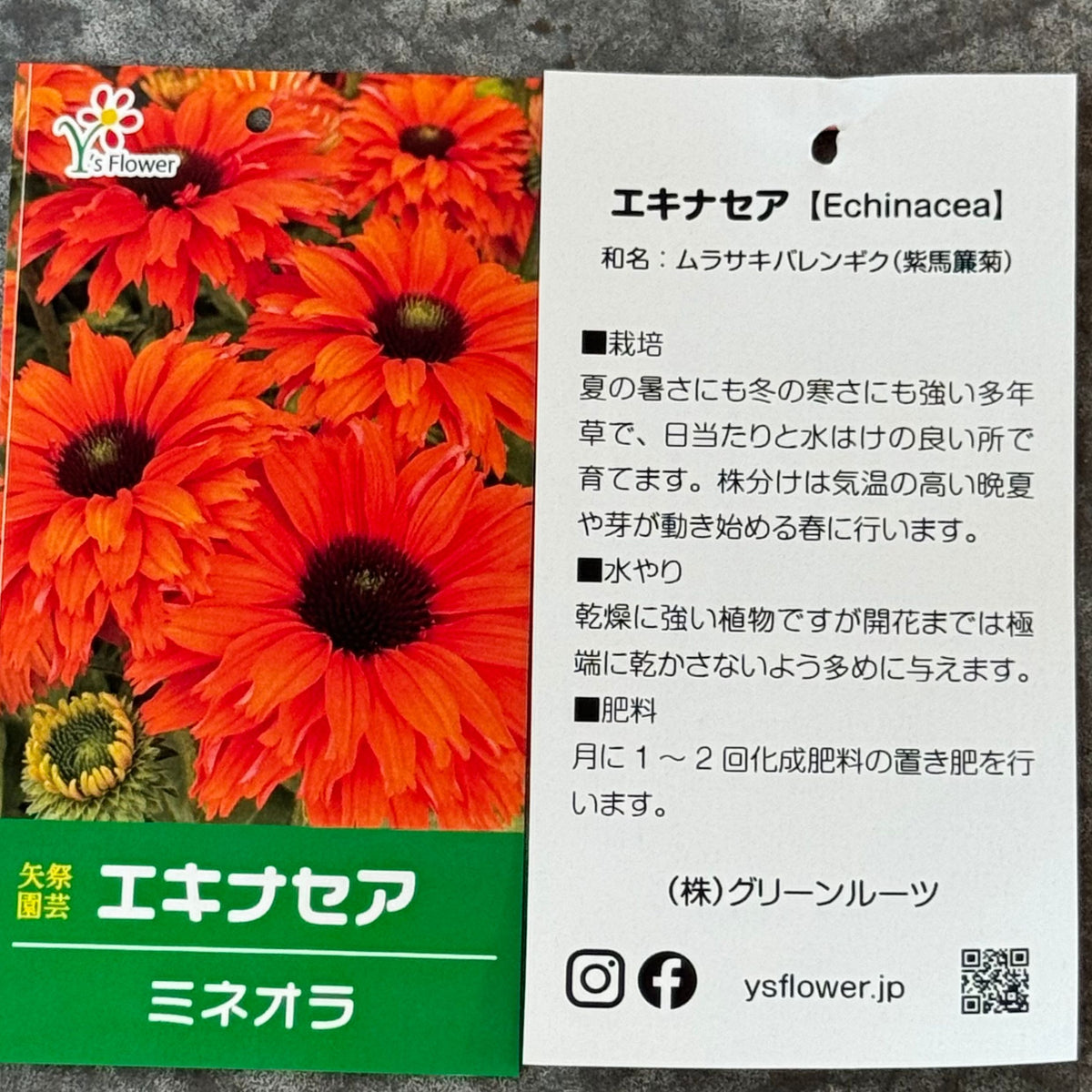 エキナセア サンシーカーズ ミネオラ5号鉢。ガーベラのような華やかなオレンジ色の花が咲く、夏の暑さと冬の寒さに強い宿根草。花壇や鉢植え、寄せ植え、プランツギャザリング、切り花におすすめ。岐阜県各務原市の花創人ガーデニング教室