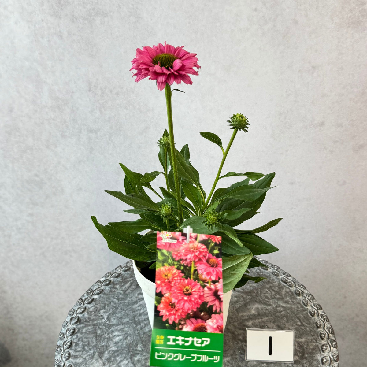 エキナセア サンシーカーズ ピンクグレープフルーツ5号鉢。明るいピンク色の花が咲く、夏の暑さと冬の寒さに強い宿根草。花壇や鉢植え、寄せ植え、プランツギャザリング、切り花におすすめ。岐阜県各務原市の花創人ガーデニング教室
