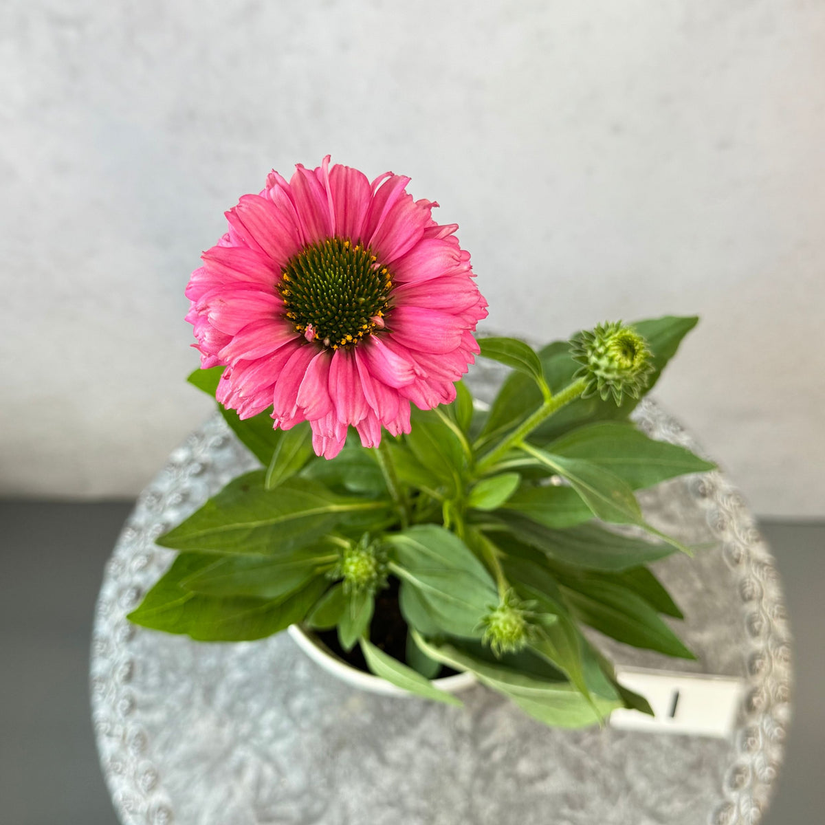 エキナセア サンシーカーズ ピンクグレープフルーツ5号鉢。明るいピンク色の花が咲く、夏の暑さと冬の寒さに強い宿根草。花壇や鉢植え、寄せ植え、プランツギャザリング、切り花におすすめ。岐阜県各務原市の花創人ガーデニング教室