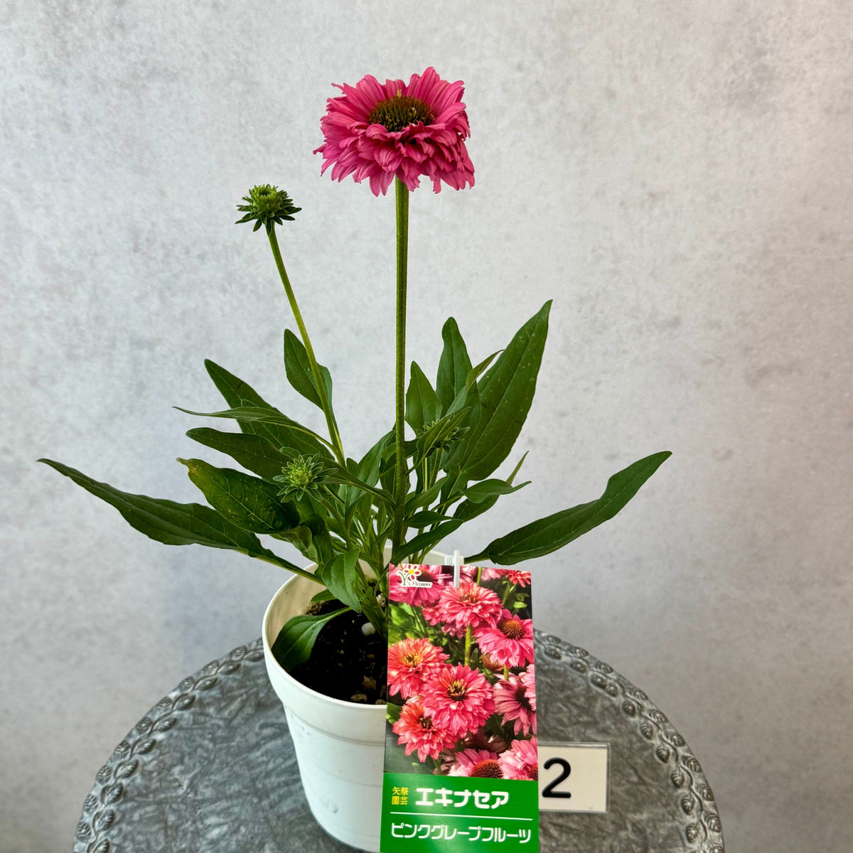 エキナセア サンシーカーズ ピンクグレープフルーツ5号鉢。明るいピンク色の花が咲く、夏の暑さと冬の寒さに強い宿根草。花壇や鉢植え、寄せ植え、プランツギャザリング、切り花におすすめ。岐阜県各務原市の花創人ガーデニング教室