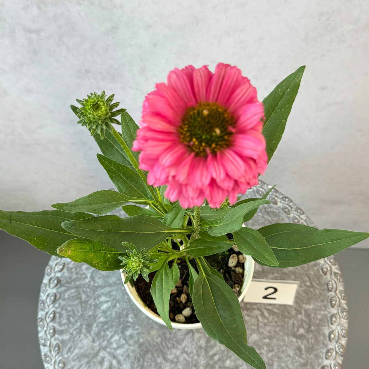エキナセア サンシーカーズ ピンクグレープフルーツ5号鉢。明るいピンク色の花が咲く、夏の暑さと冬の寒さに強い宿根草。花壇や鉢植え、寄せ植え、プランツギャザリング、切り花におすすめ。岐阜県各務原市の花創人ガーデニング教室