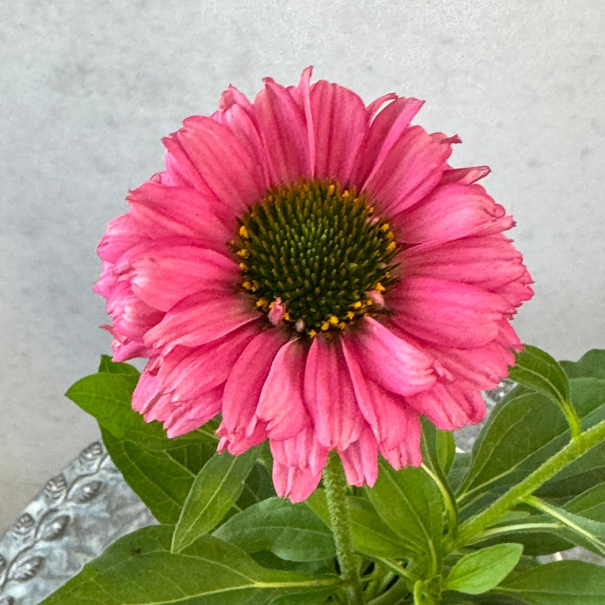 エキナセア サンシーカーズ ピンクグレープフルーツ5号鉢。明るいピンク色の花が咲く、夏の暑さと冬の寒さに強い宿根草。花壇や鉢植え、寄せ植え、プランツギャザリング、切り花におすすめ。岐阜県各務原市の花創人ガーデニング教室